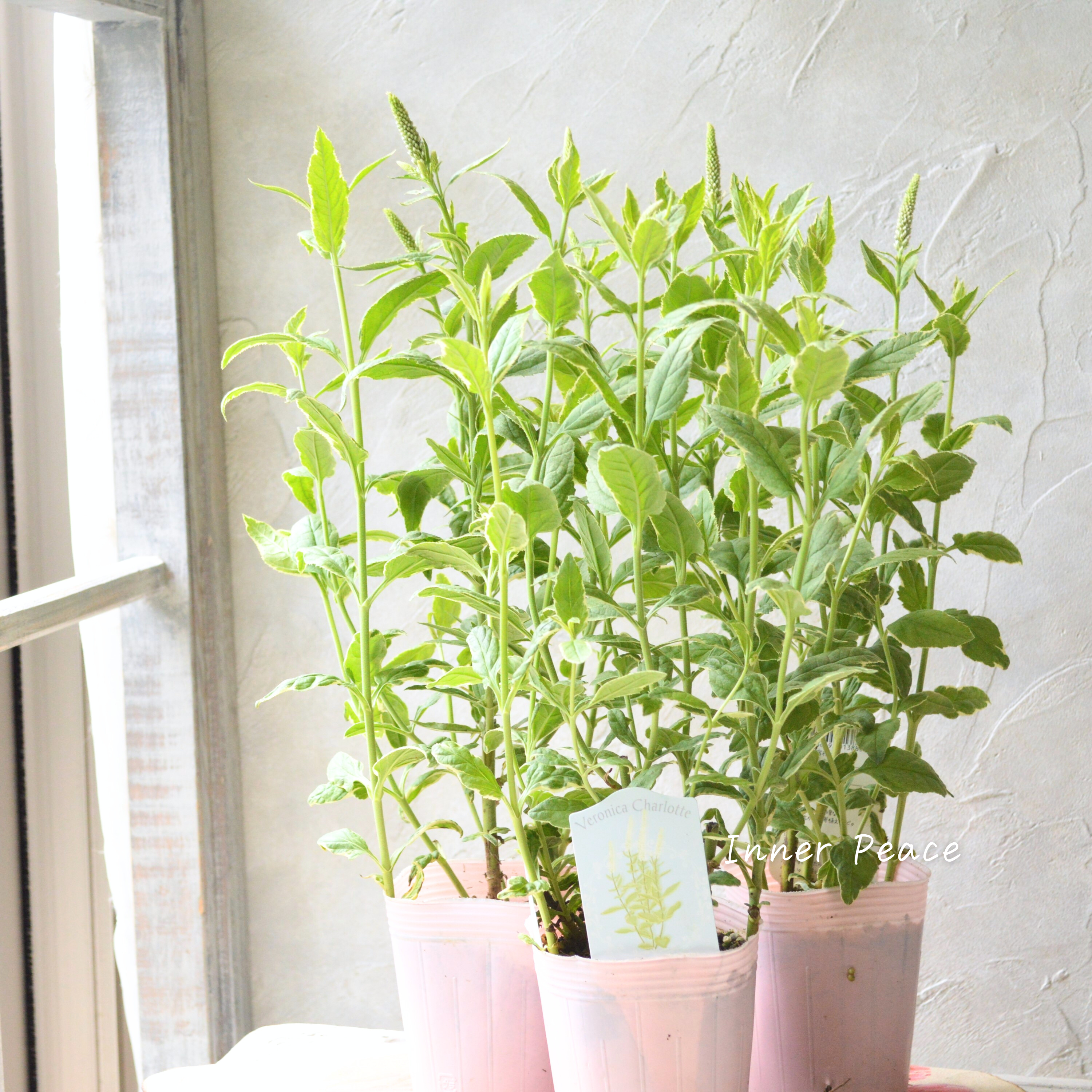 【宿根】 斑入りベロニカ 『シャーロット』 3.5寸ロングPOT