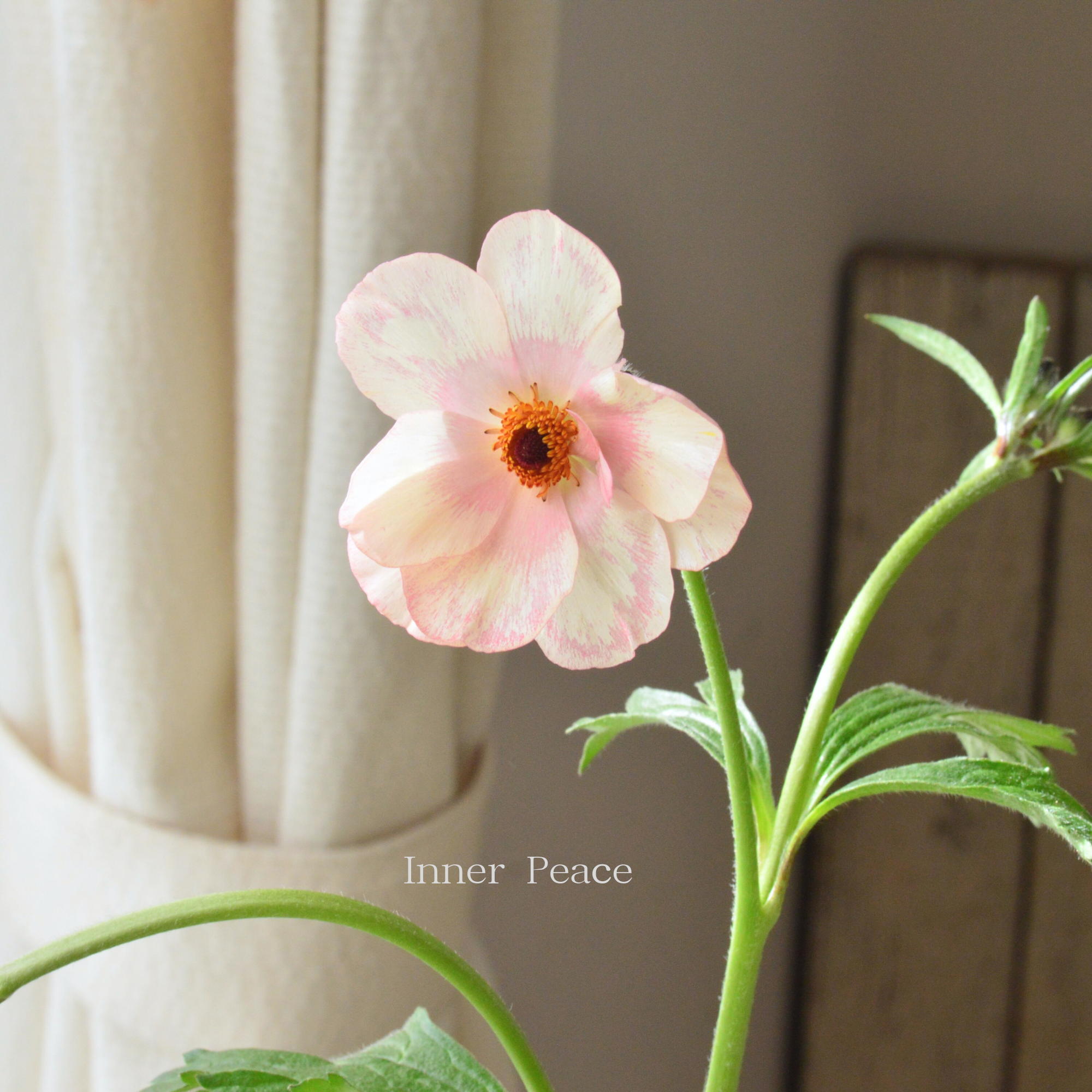 【美しい】 ラナンキュラス・ラックス 『メリッサ』 4寸POT