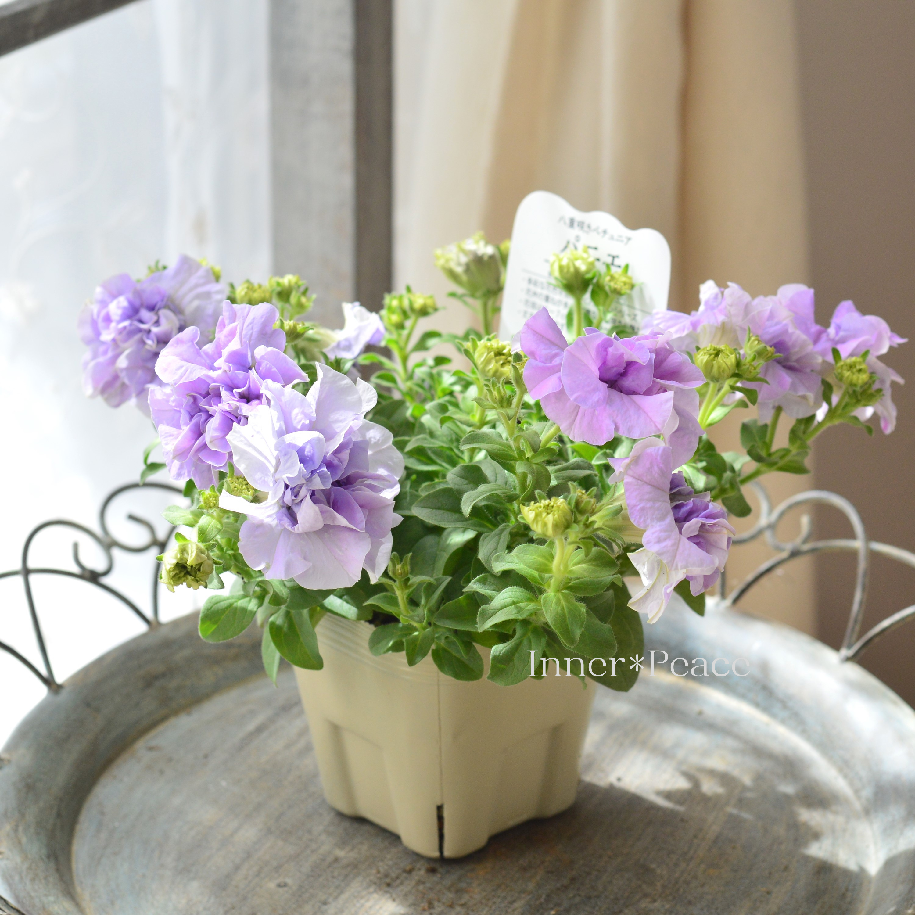 【美しい】 八重咲きペチュニア 『パニエ・ライトブルー』 3.5寸POT