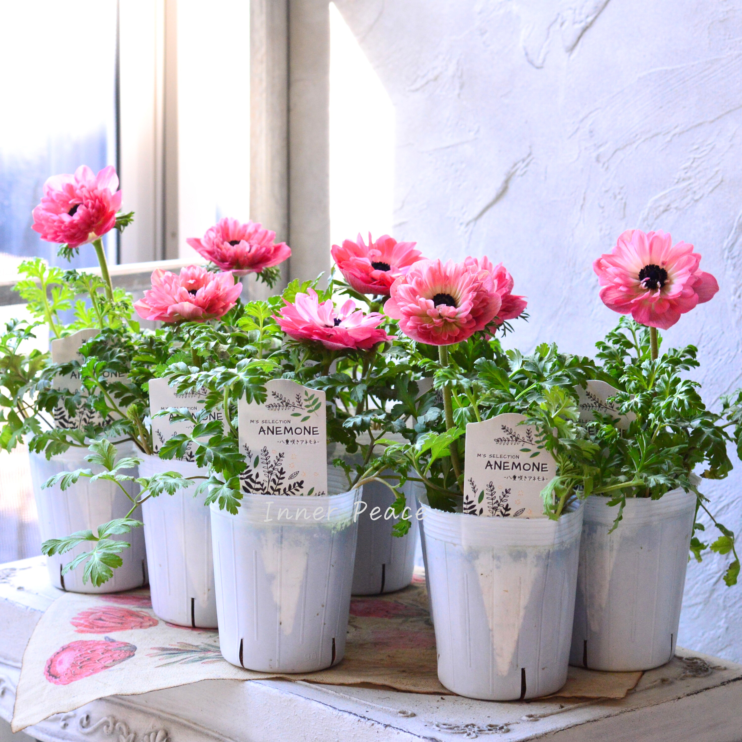 【八重咲き】 アネモネ 『ポルト・ダブル ピンク』 3~3.5寸POT