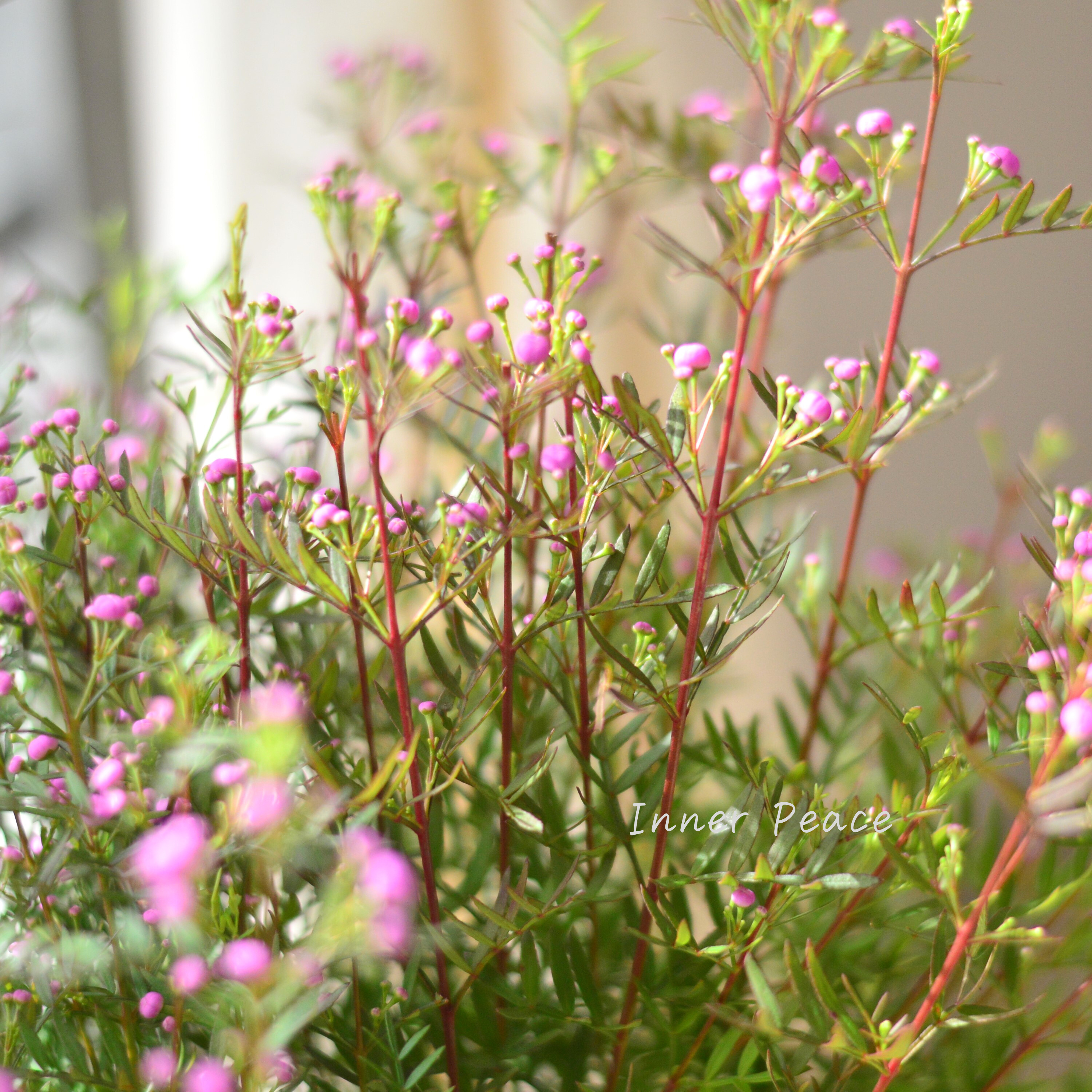 【かわいい】 ボロニア 『ピナータ』 3寸POT