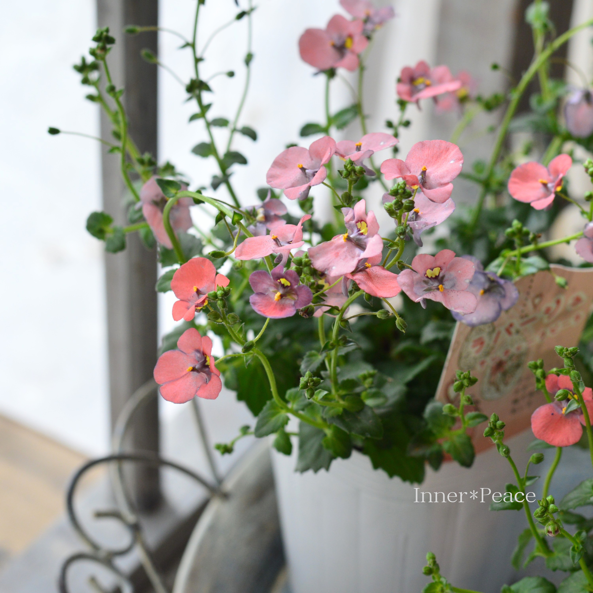 【松原園芸さん】 ディアスシア 『ラパージュ・アンティークピーチ』 3寸POT