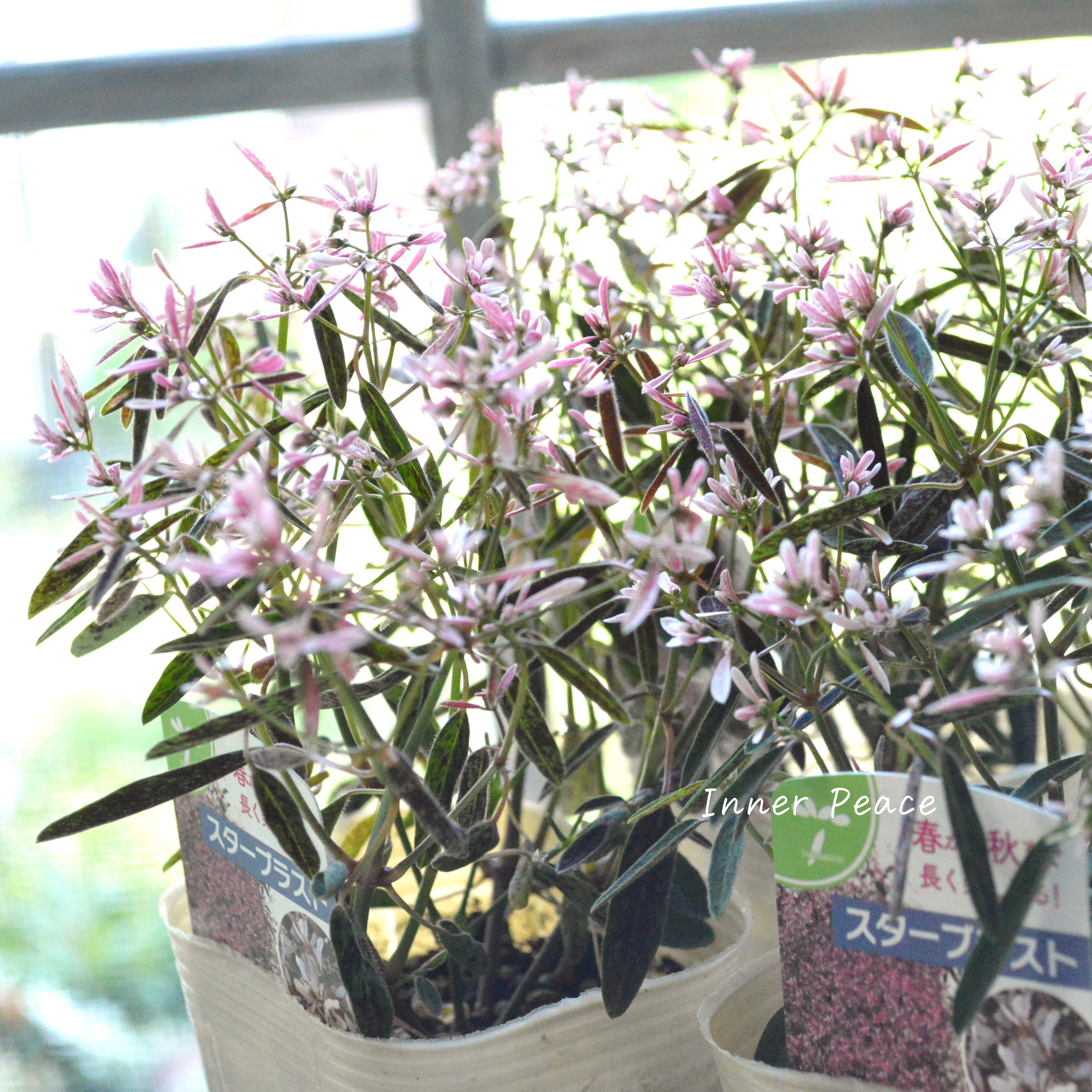 【暑さに強い】 ユーフォルビア 『スターブラスト』 3.5寸POT