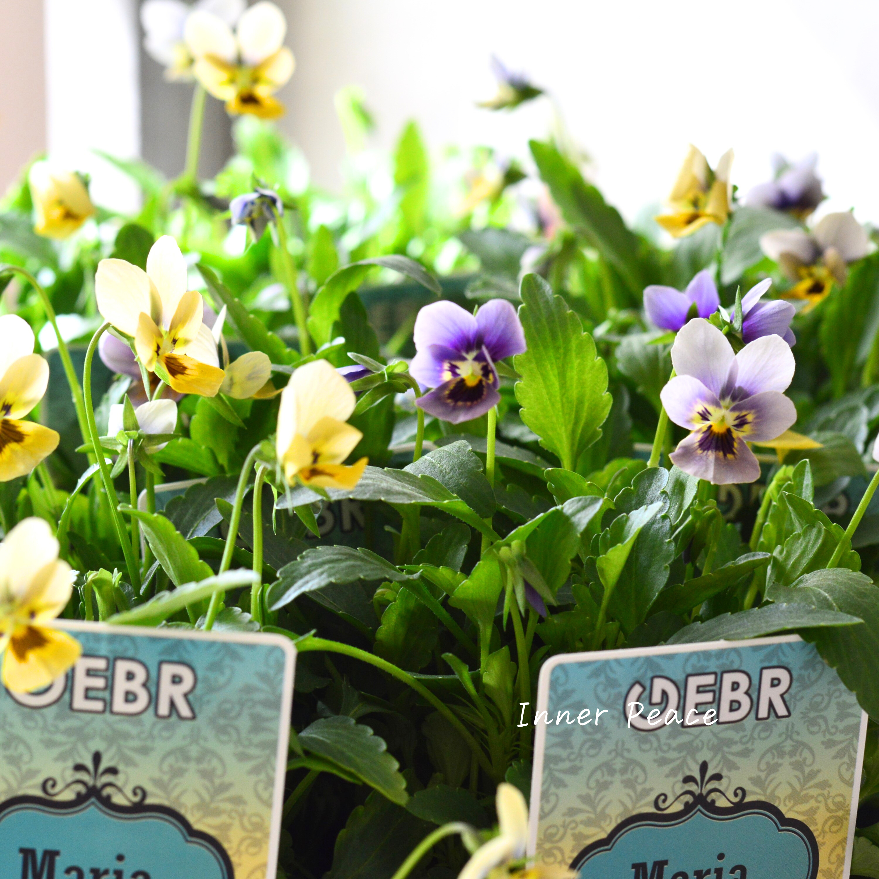 【ゲブラさん】 小輪ビオラ 『マリア』 3.5寸POT