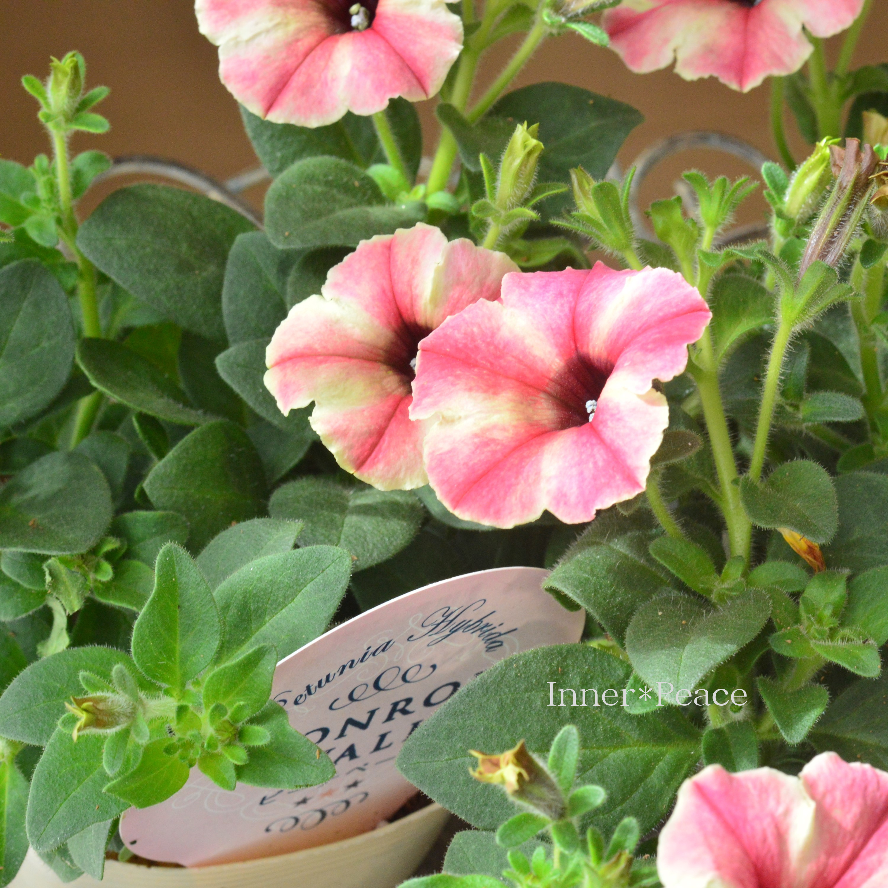 【花芳さんオリジナル】New! ペチュニア 『モンローウォーク・ピーチベール』 3.5寸POT