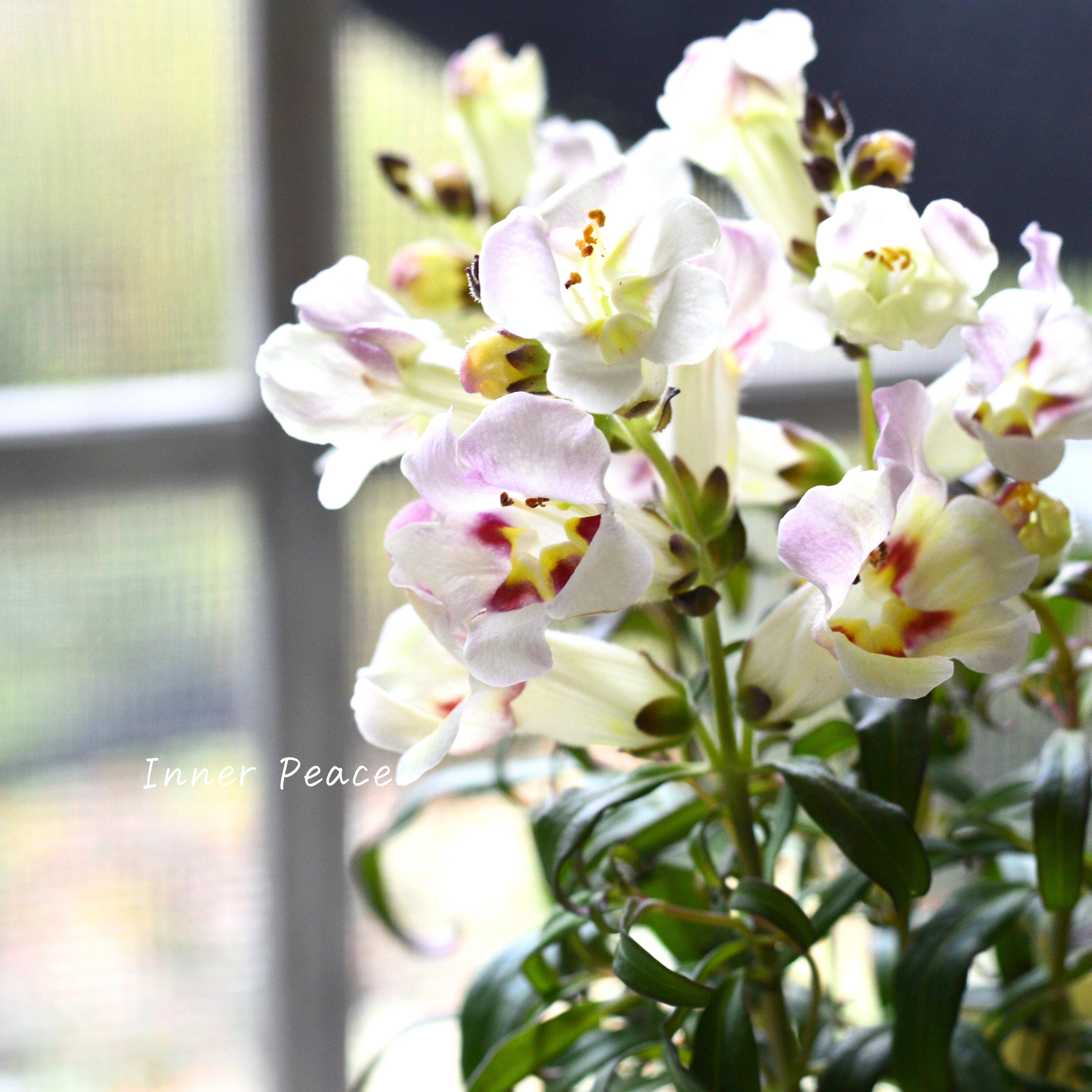 【かわいい】 キンギョソウ 『アンティキティ レモン』 3寸POT