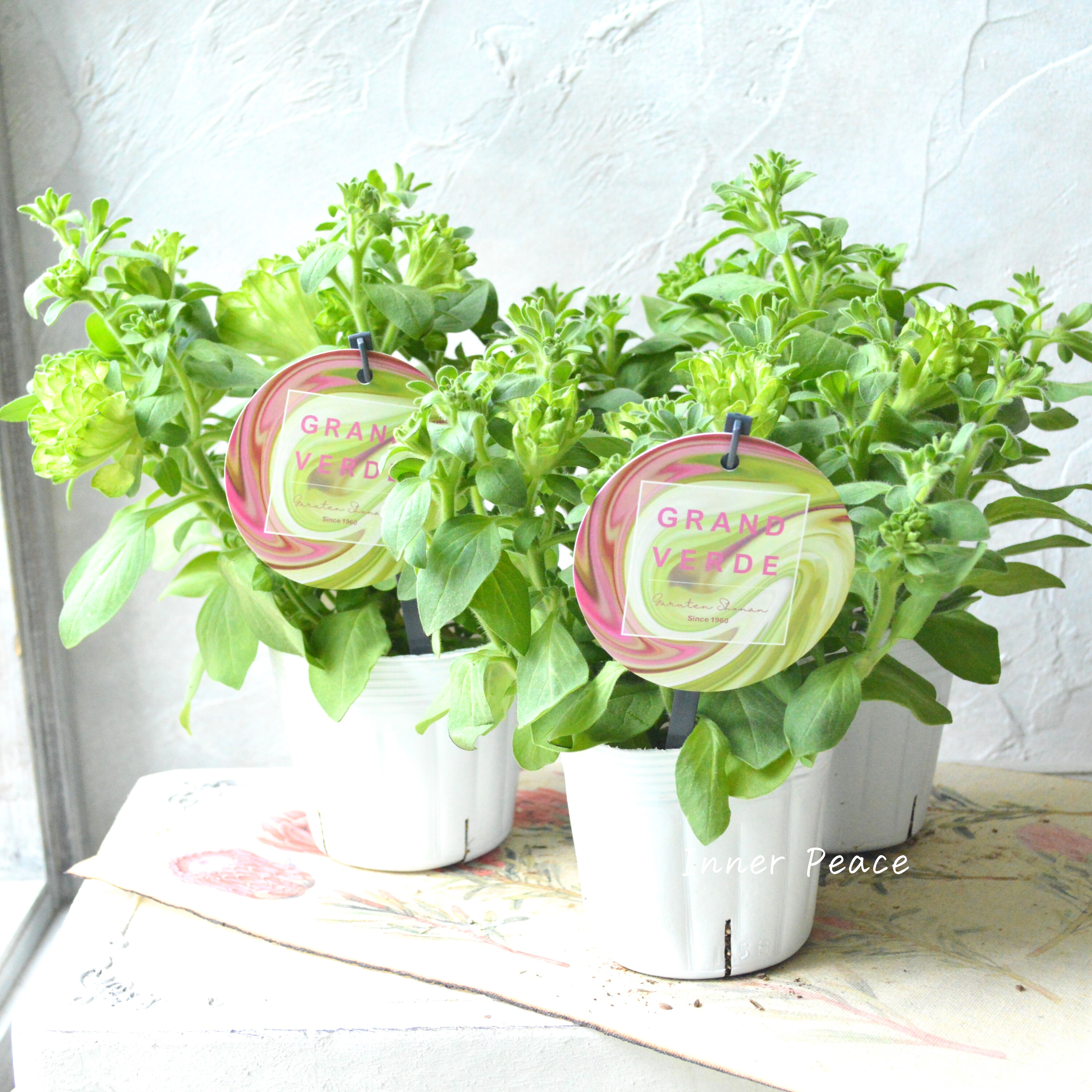 【ガルテン湘南さん】 ペチュニア 『湘南ヴェルデ』 3.5寸POT