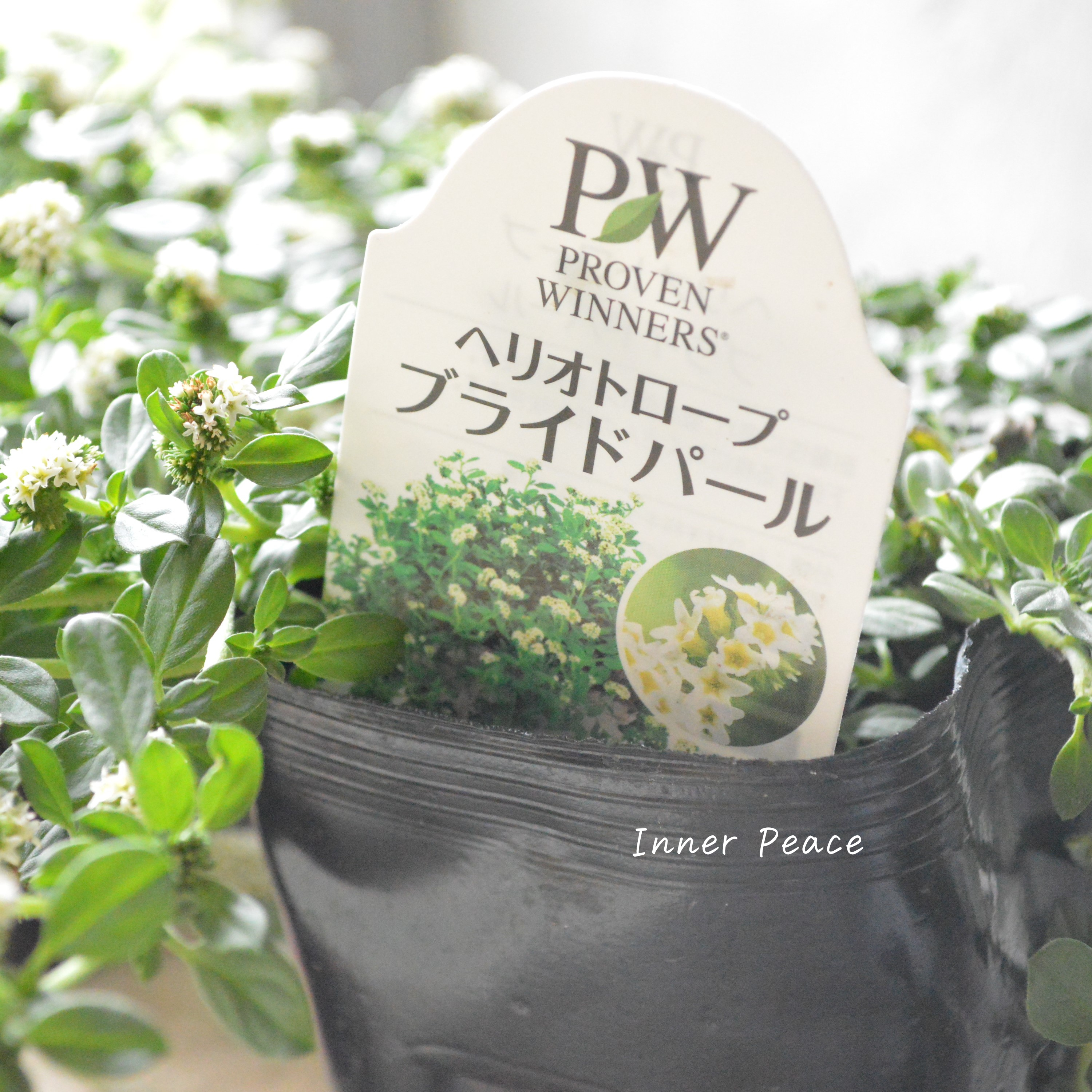【PWさん】 ヘリオトロープ 『ブライドパール』 3.5寸POT