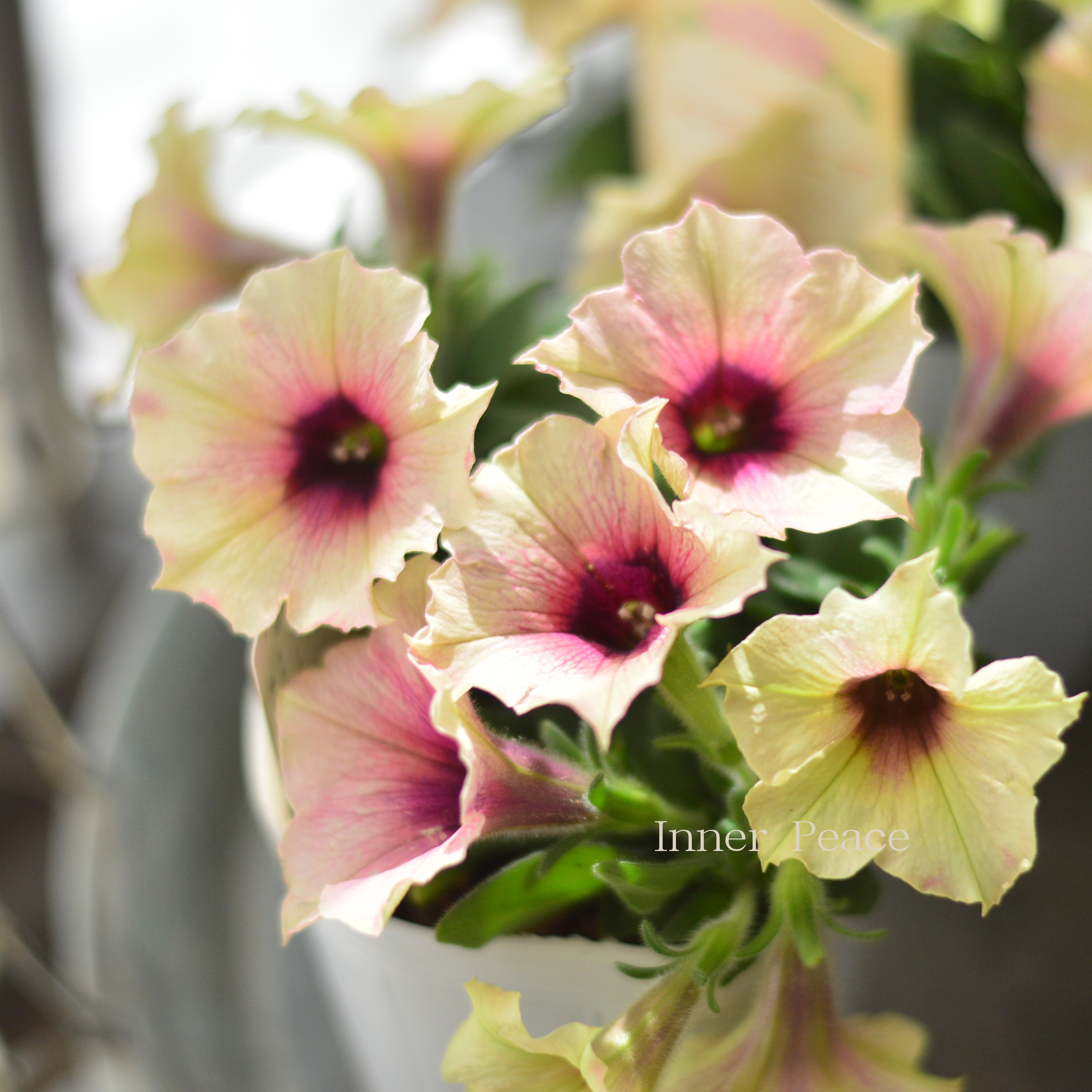 【神花園さん】 ペチュニア 『ダーリン』 3寸ロングPOT