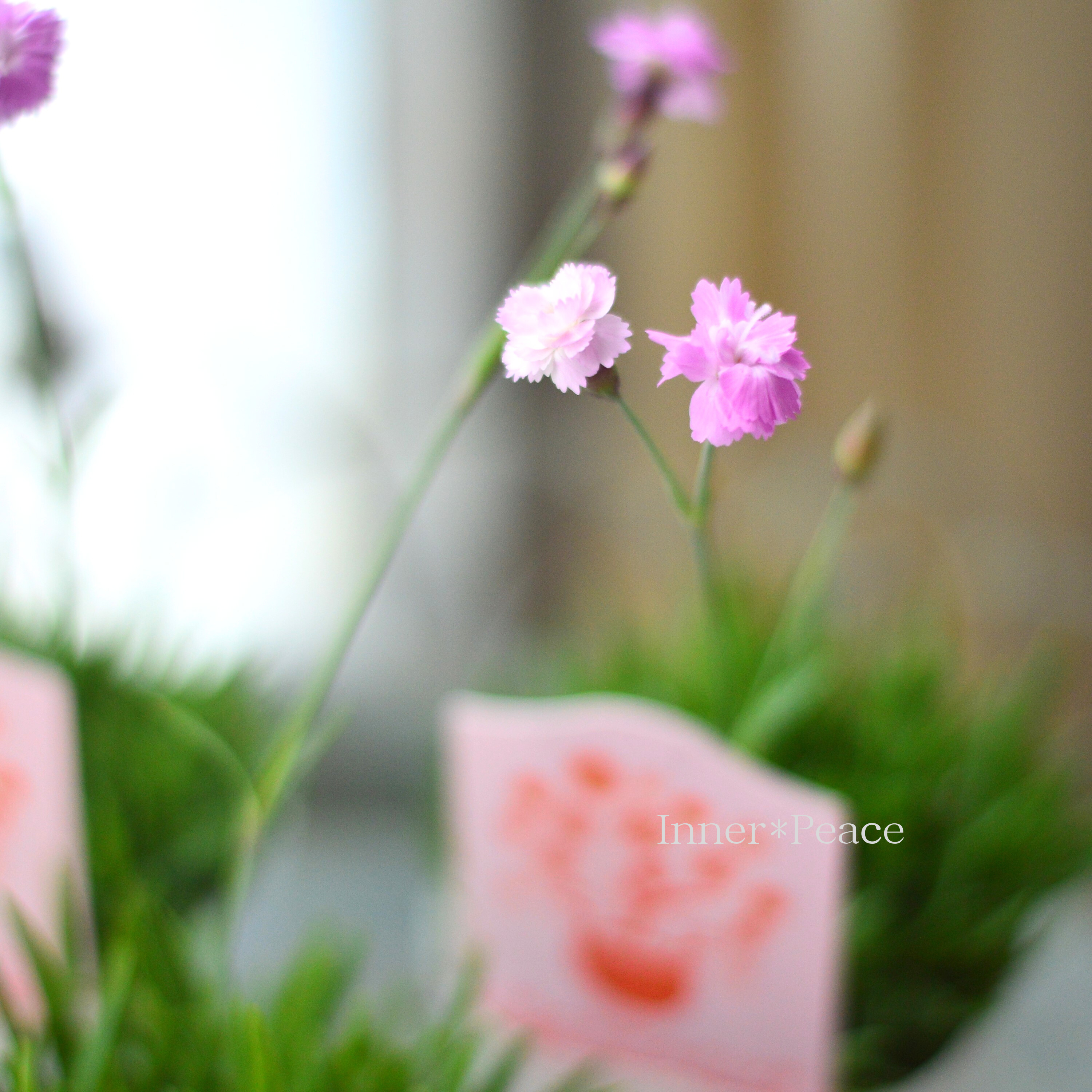 【ナラフラさん】 極小輪八重咲きナデシコ 『ミュゼリーナ』 2.5寸ロングPOT