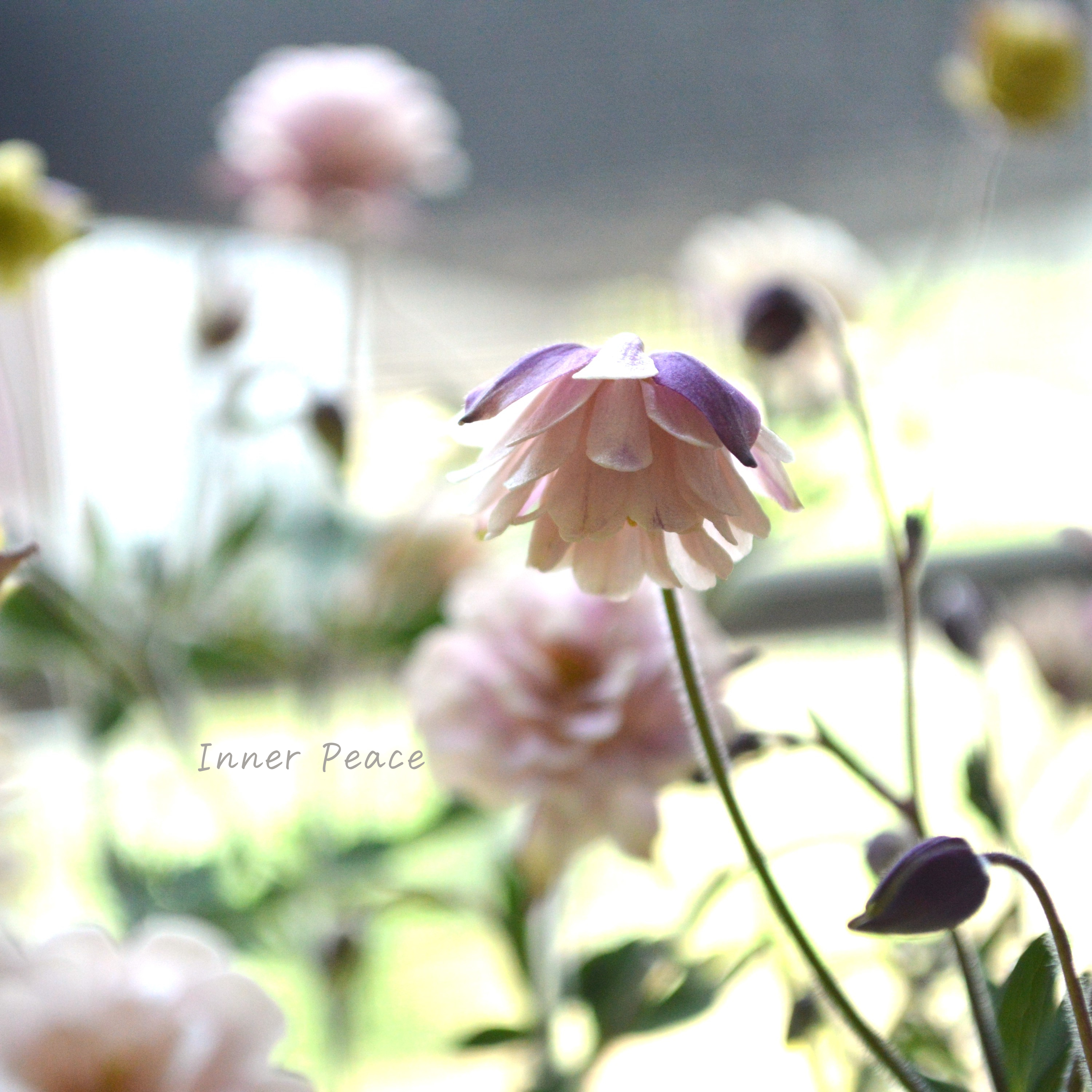 【tef*tef*さんオリジナル】 八重咲きオダマキ 『クラシカルセピア』 3.5寸ロングPOT