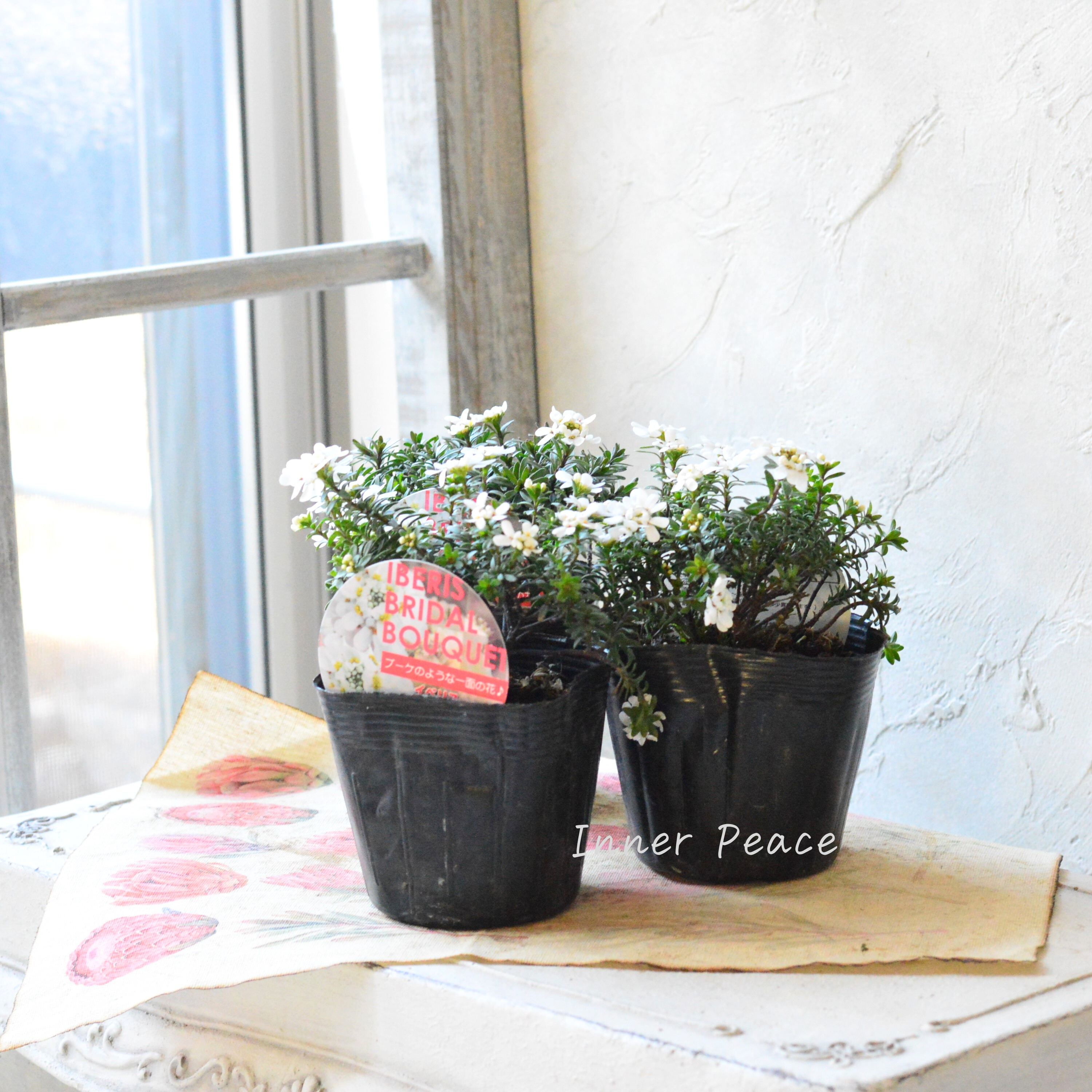 【寒さに強い】 宿根イベリス 『ブライダルブーケ』 3.5寸POT