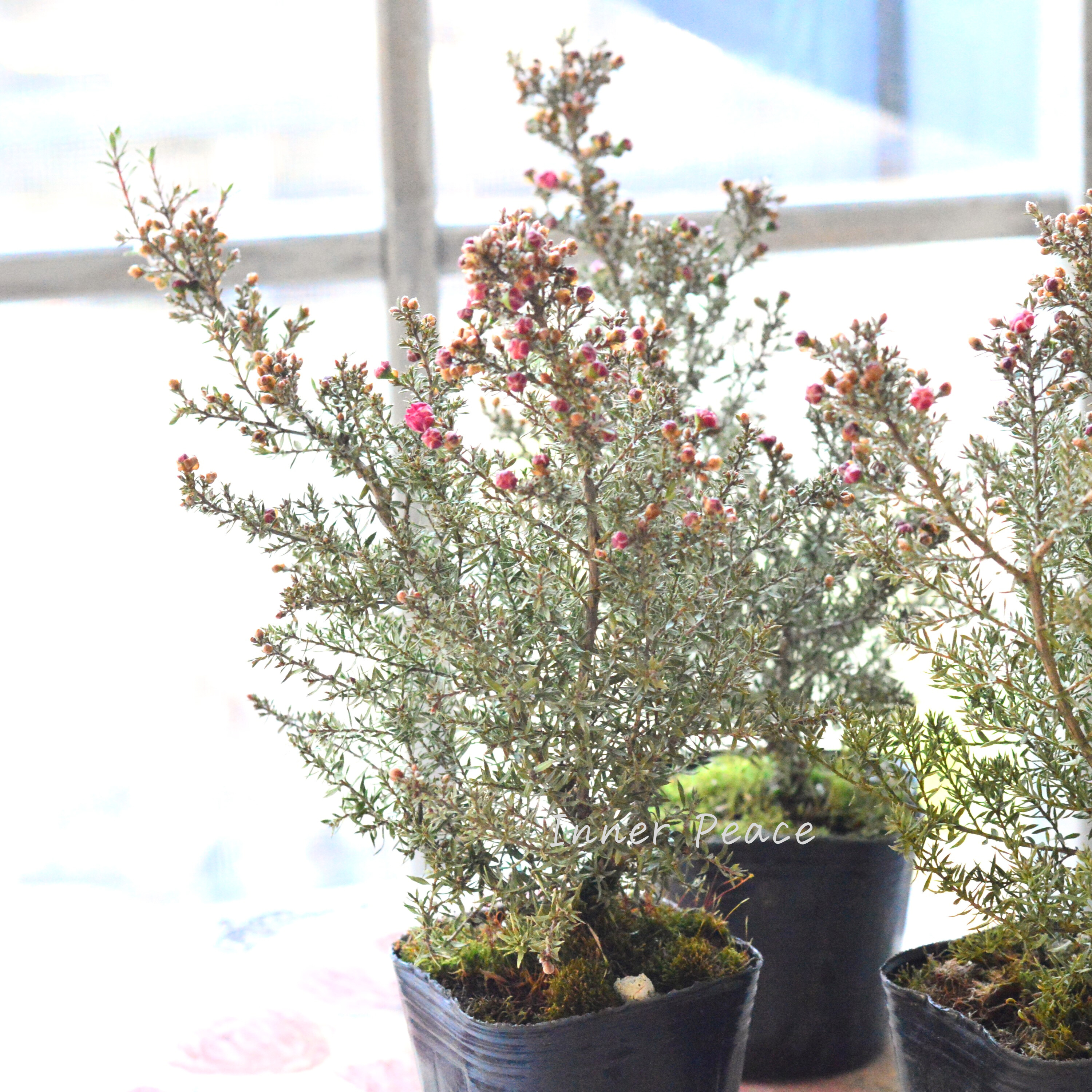 【美しい】 ギョリュウバイ 『濃いピンク』 3寸POT