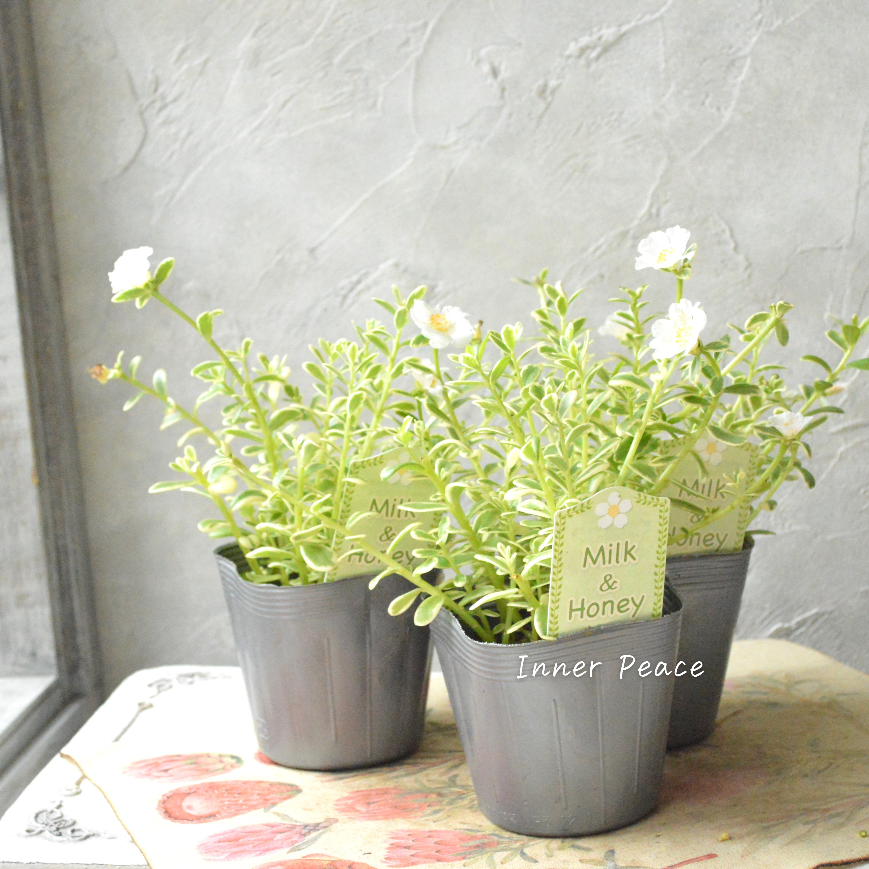 【暑さに強い】斑入りポーチュラカ 『ミルク&ハニー』 3.5寸POT