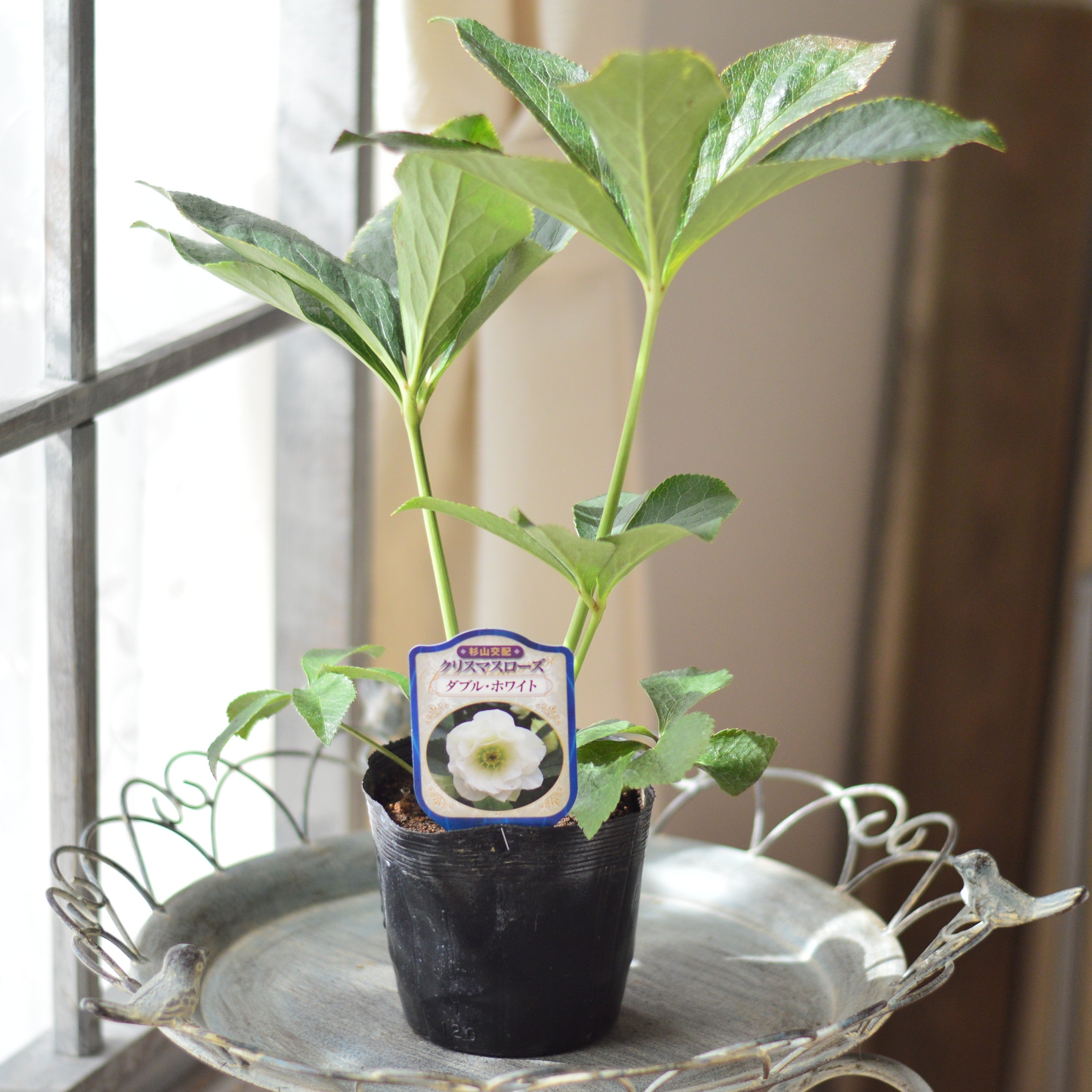 【杉光園芸さん】 クリスマスローズ 『ダブル・ホワイト』 4寸POT