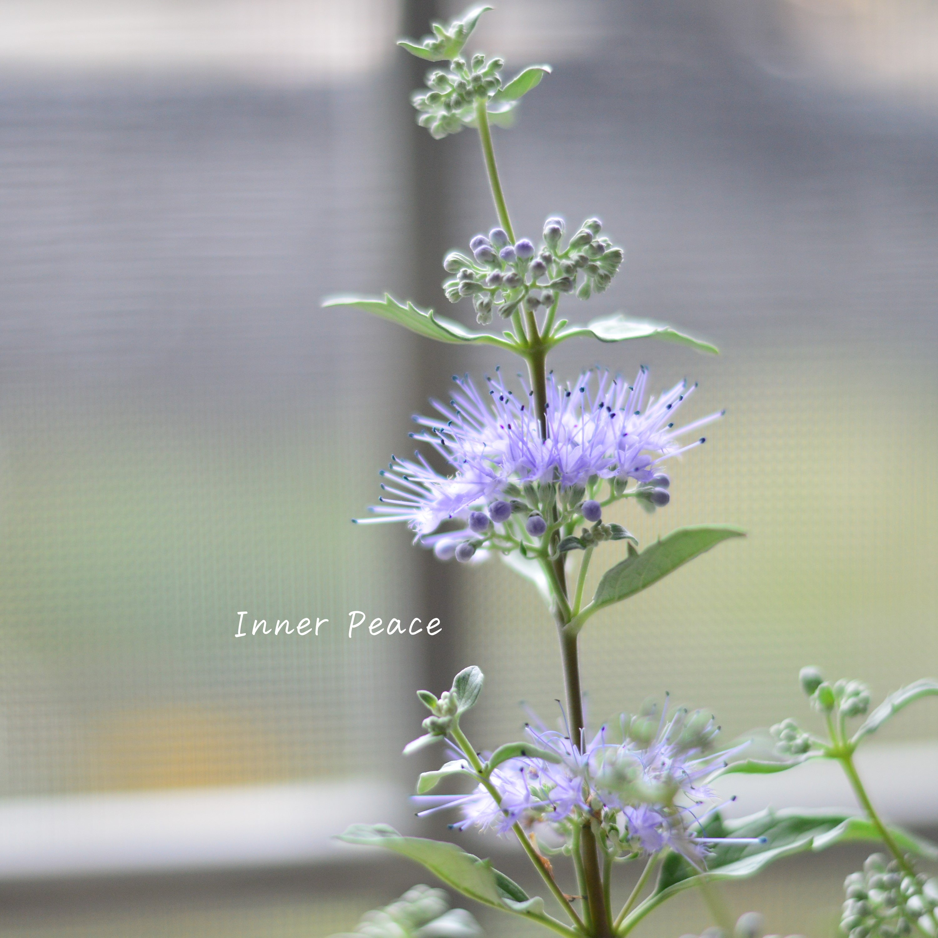 【宿根】 カリオプテリス 『スターリングシルバー』 3寸POT