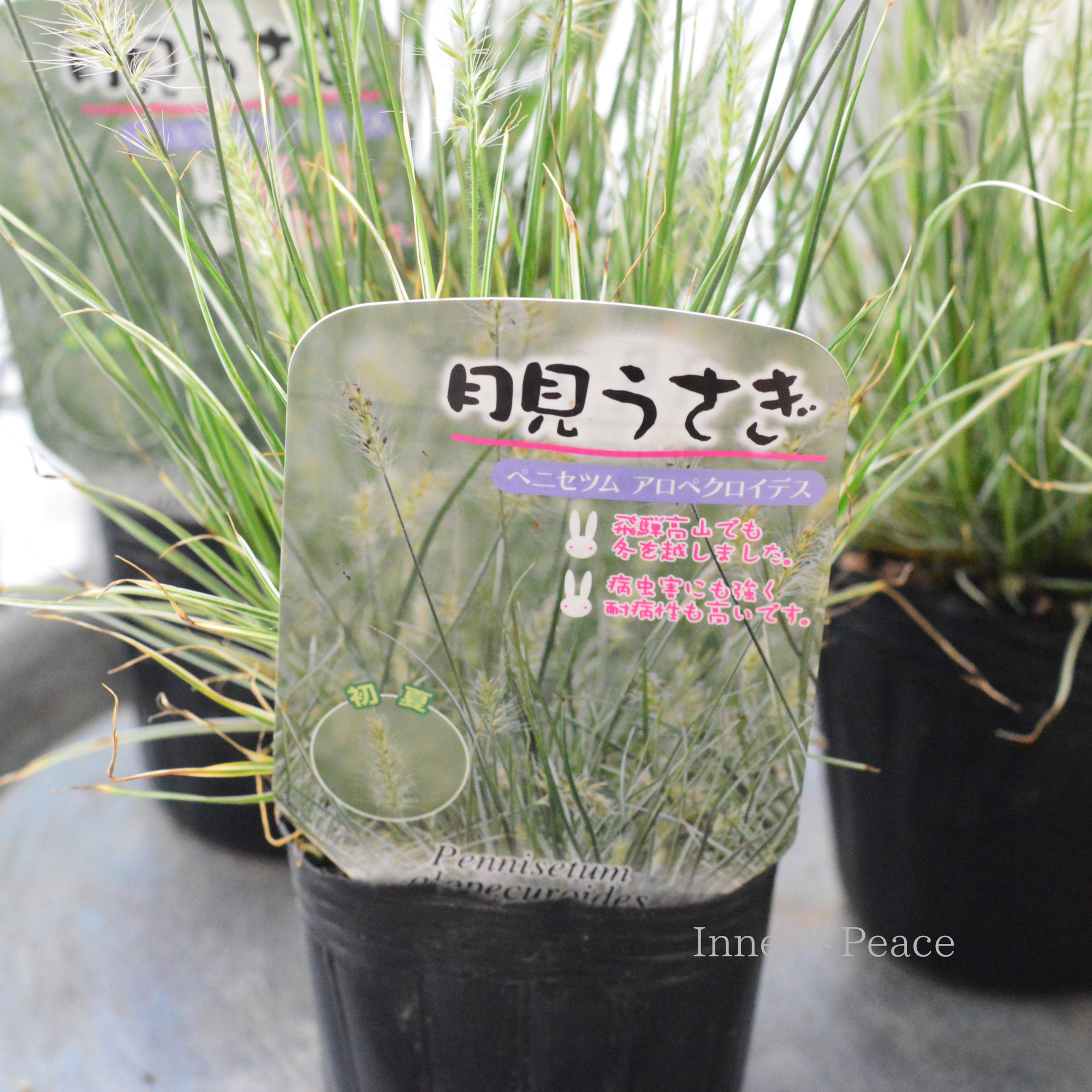 【暑さ寒さに強い】 斑入り ペニセツム 『月見うさぎ』 3寸POT