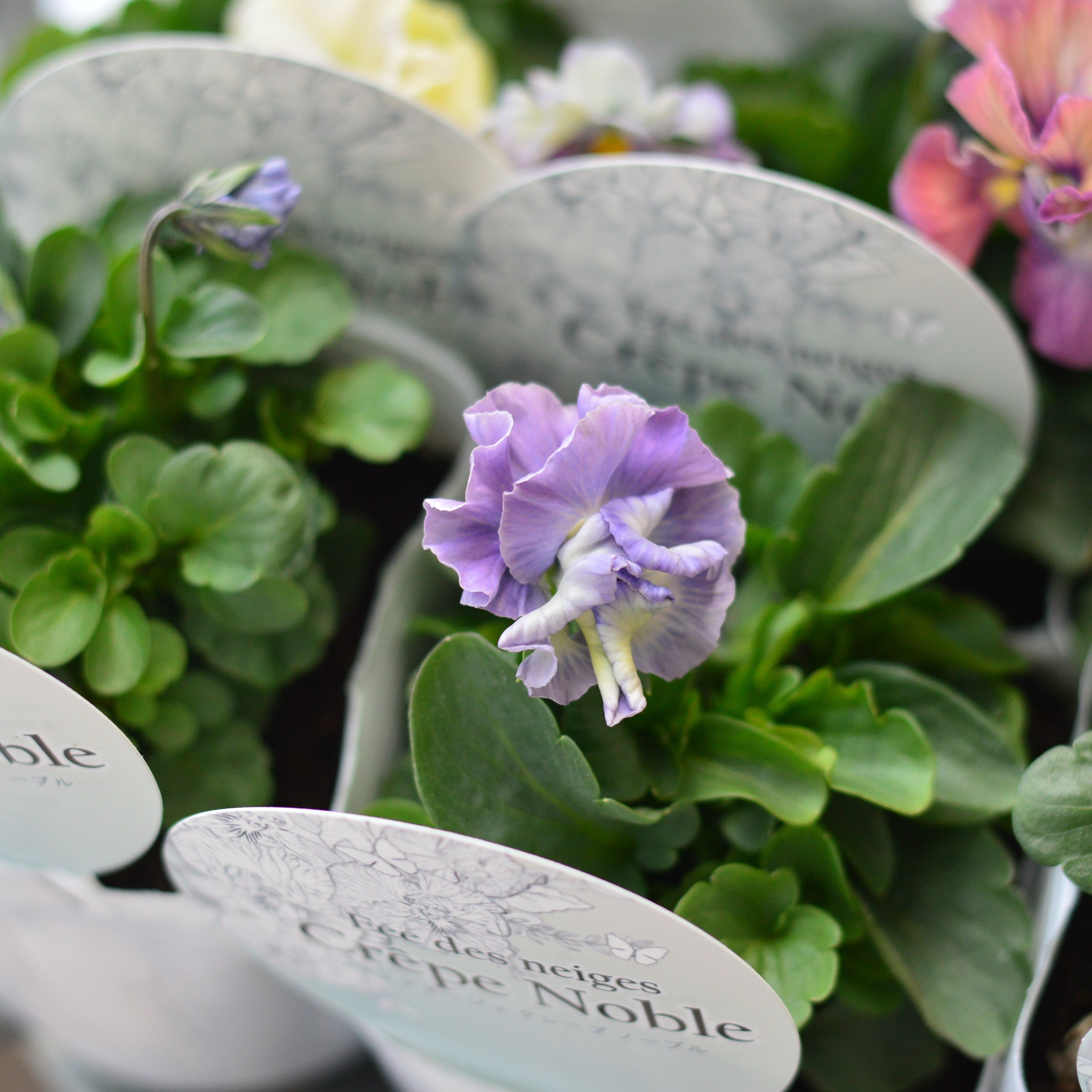 【美しい】 パンジー 『フェデネージュ・クレープノーブル』 3.5寸POT