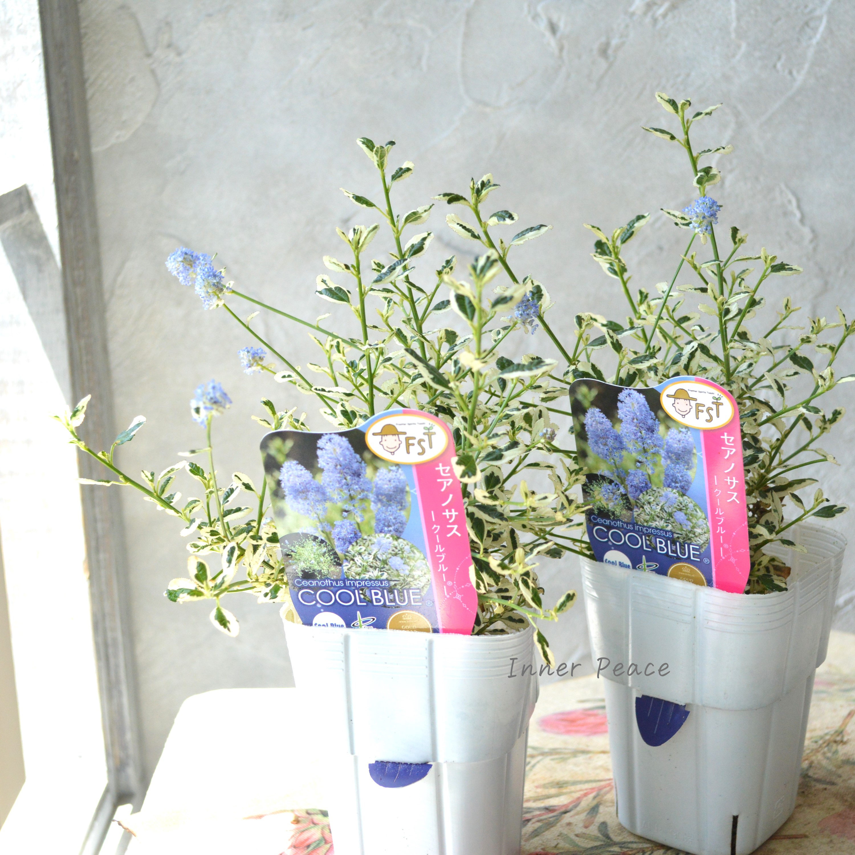【人気】 セアノサス 『クールブルー』 3寸POT