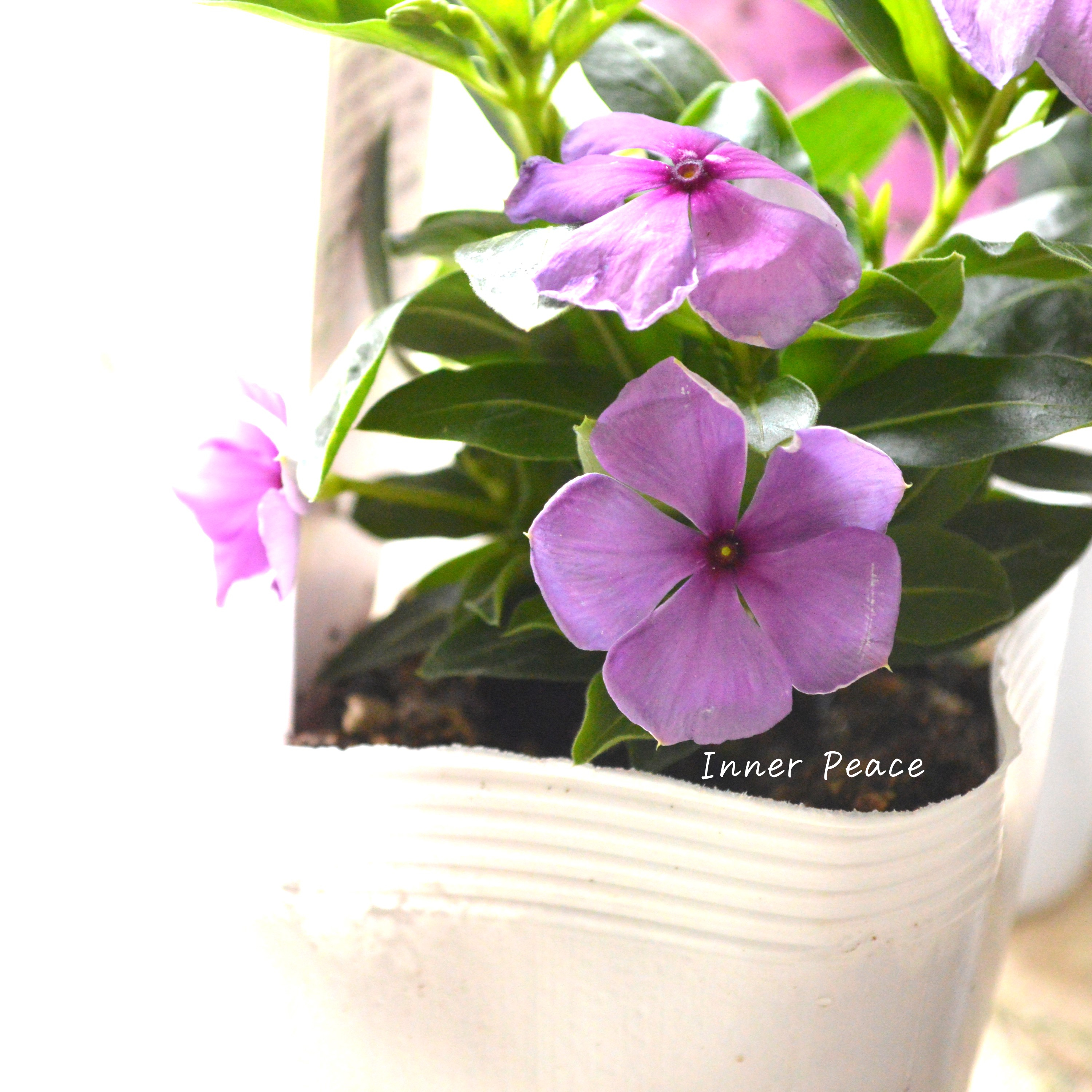 【北島園芸さん】 ニチニチソウ 『月明り』 3.5寸POT