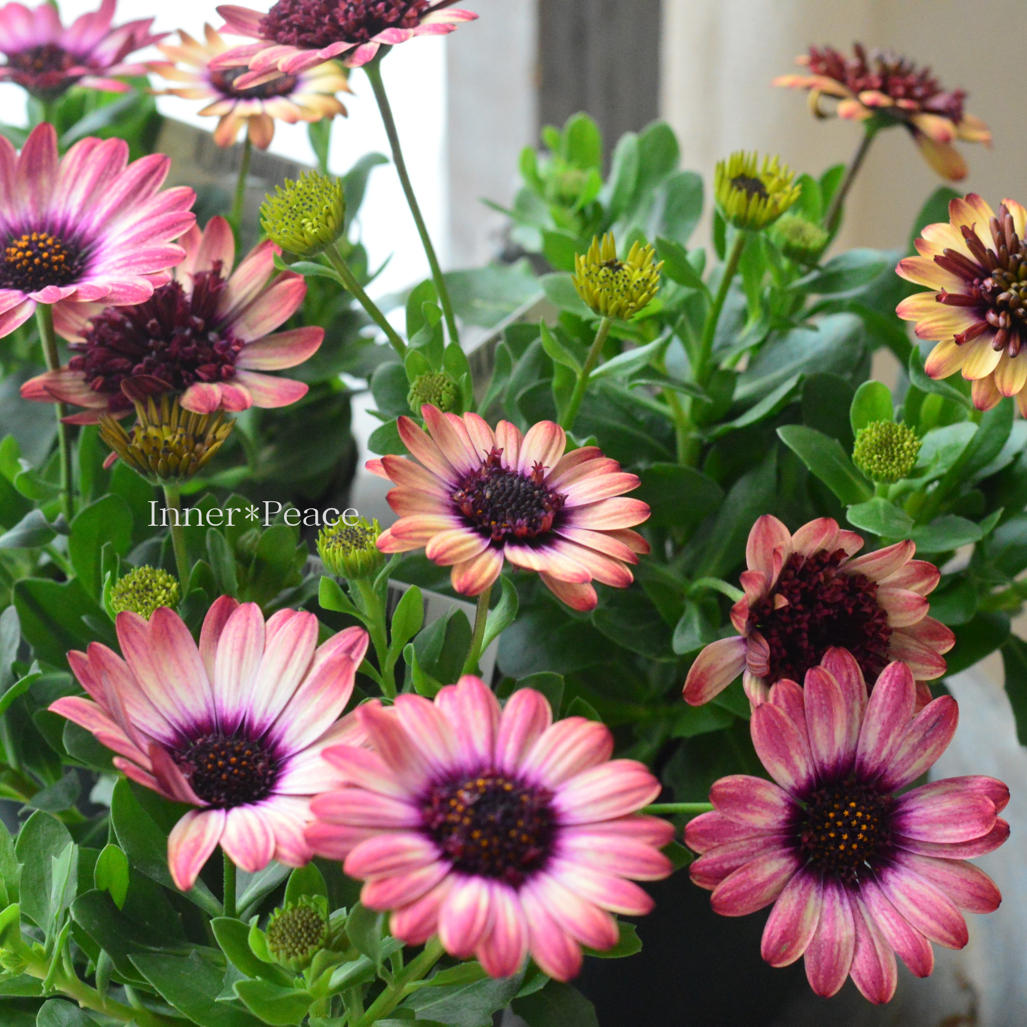 【ゲブラさん】 オステオスペルマム 『茜ロマン』 3.5寸POT