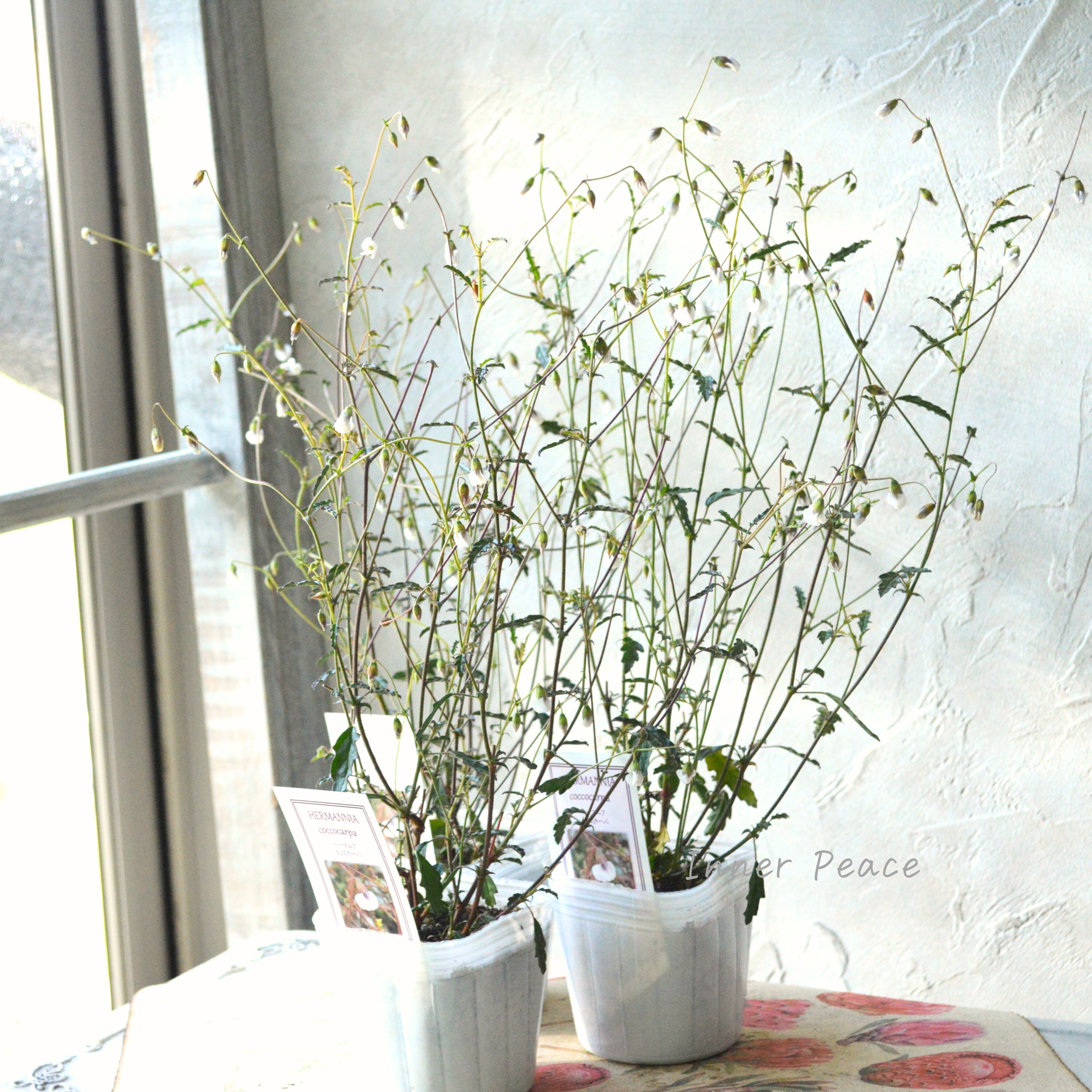 Sale! 【個性的】 ハーマニアコッコカーパ 3寸POT