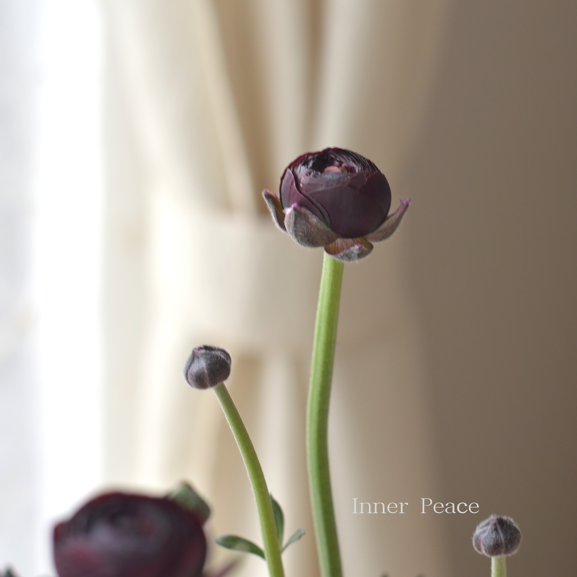 【豪華】 ラナンキュラス 『ミストラル・ブラックジャック』 3.5寸ロングPOT