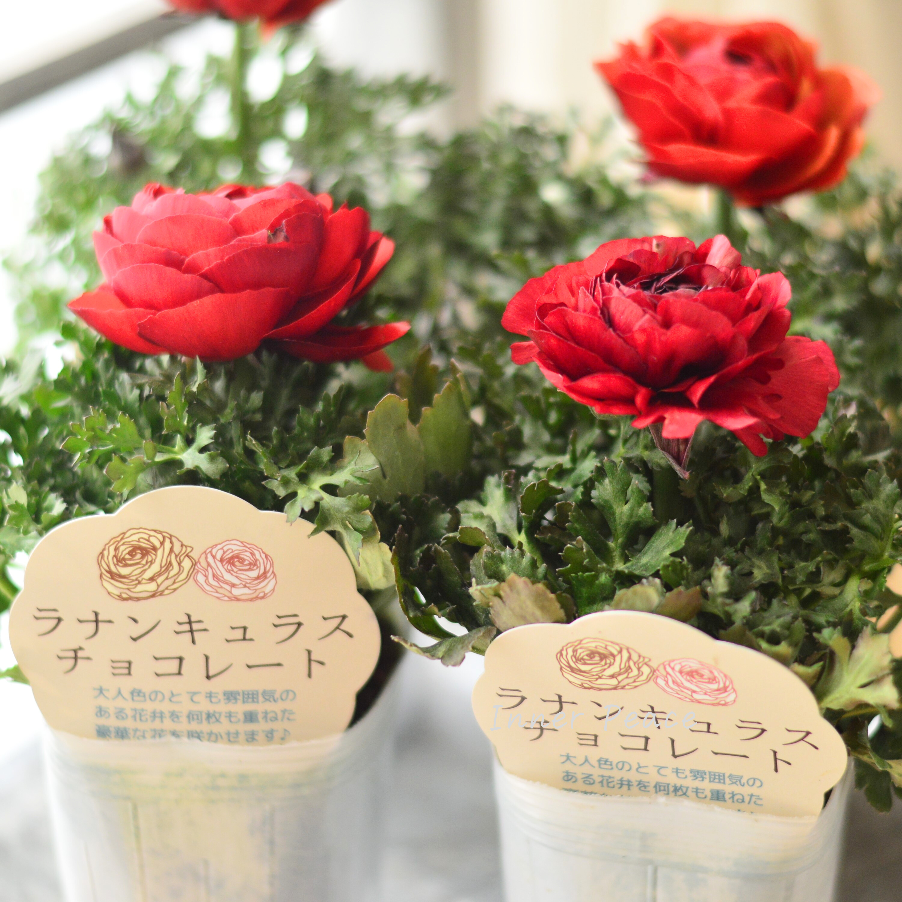 【シック】 ラナンキュラス 『チョコレート』 3.5寸ロングPOT