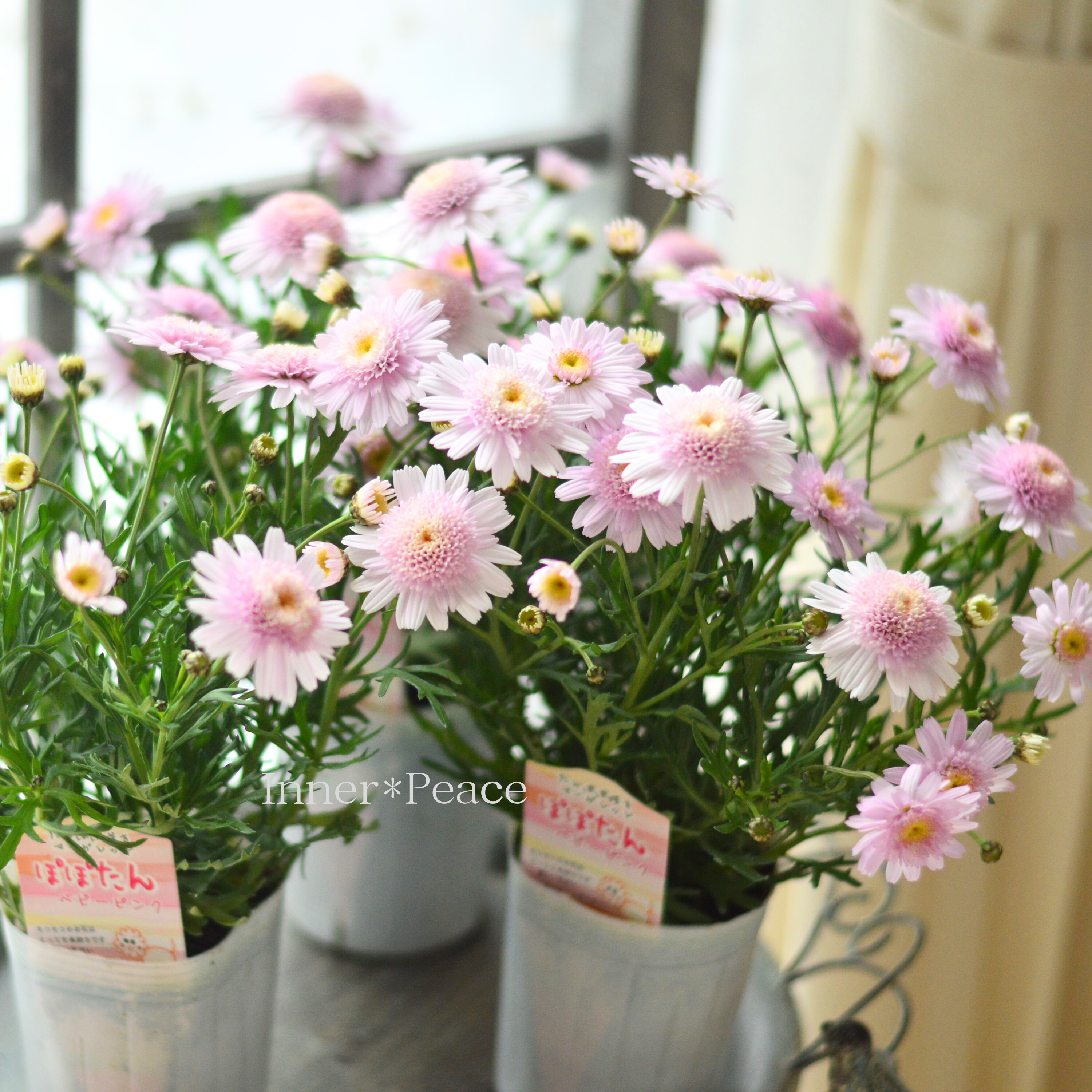 【松原園芸さん】 マーガレット 『ぽぽたん・ベビーピンク』 3寸ロングPOT