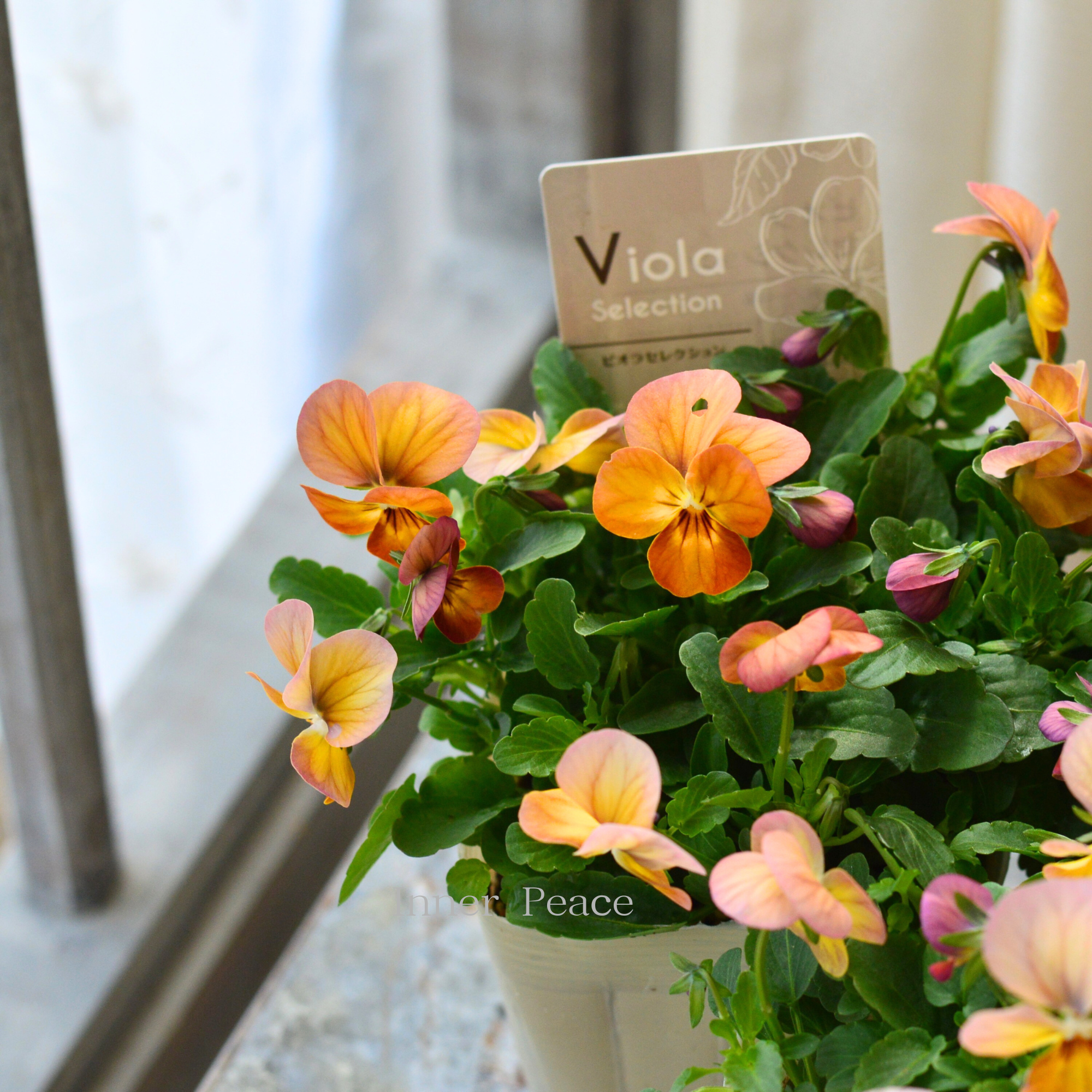 【アンティーク】 ビオラ・ビビ 『アプリコットアンティーク』 3.5寸POT