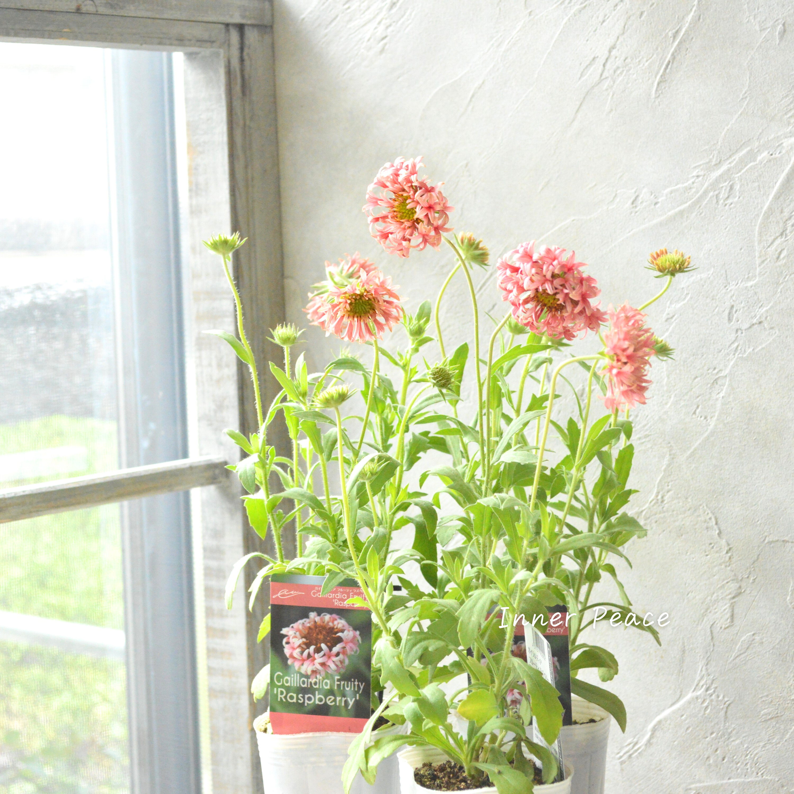 【人気】 ガイラルディア 『フルーティ・ラズベリー』 3寸ロングPOT