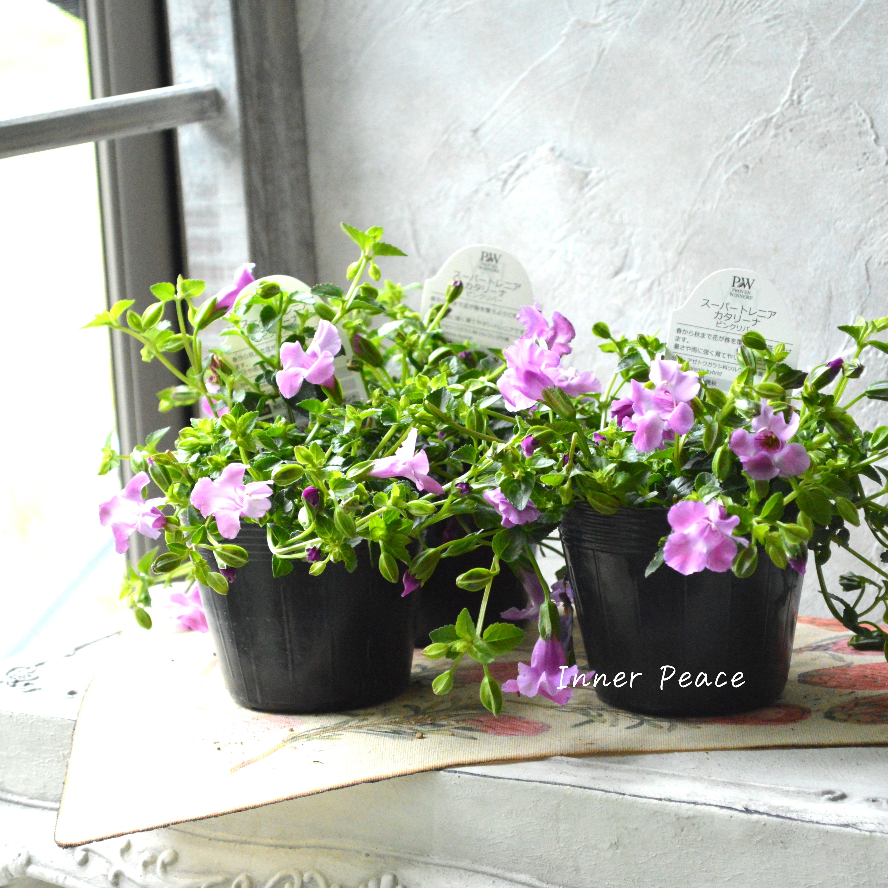 【PW】 スーパートレニア カタリーナ 『ピンクリバー』 3寸POT