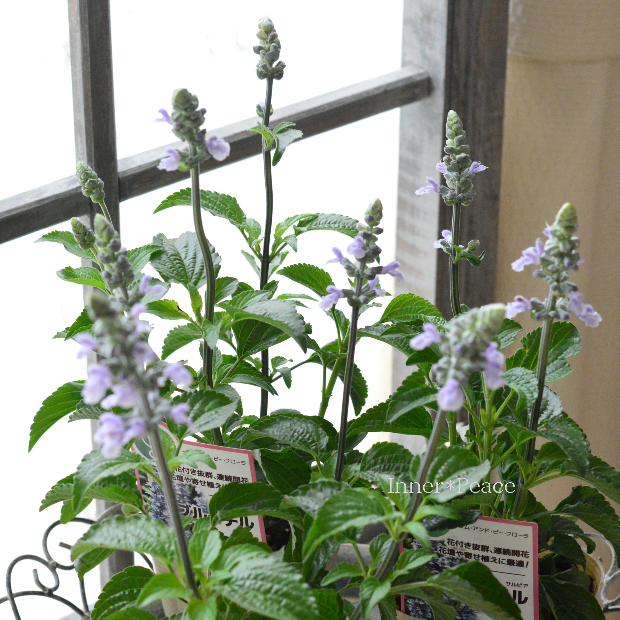 【開花期が長い】 サルビア 『ブルーチル』 3寸ロングPOT