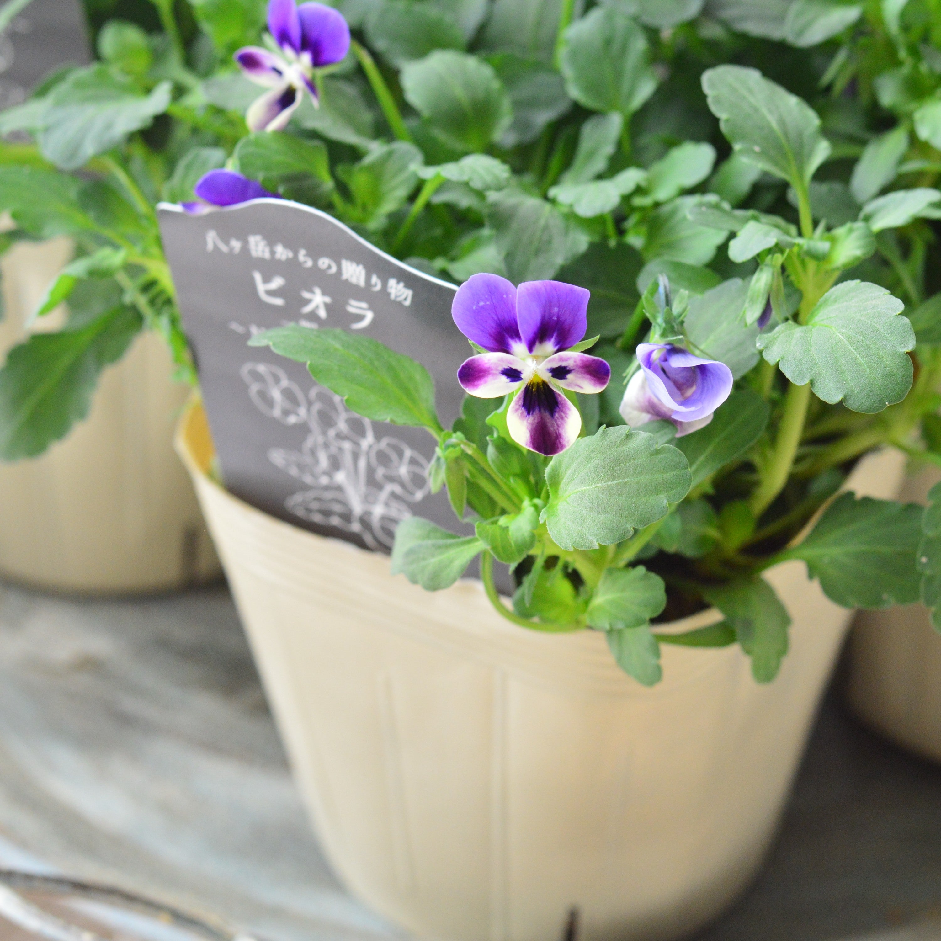 【VEGIHANA FARMさん】 ビオラ 『一期一会・Nouka no asobi・A』 3.5寸POT