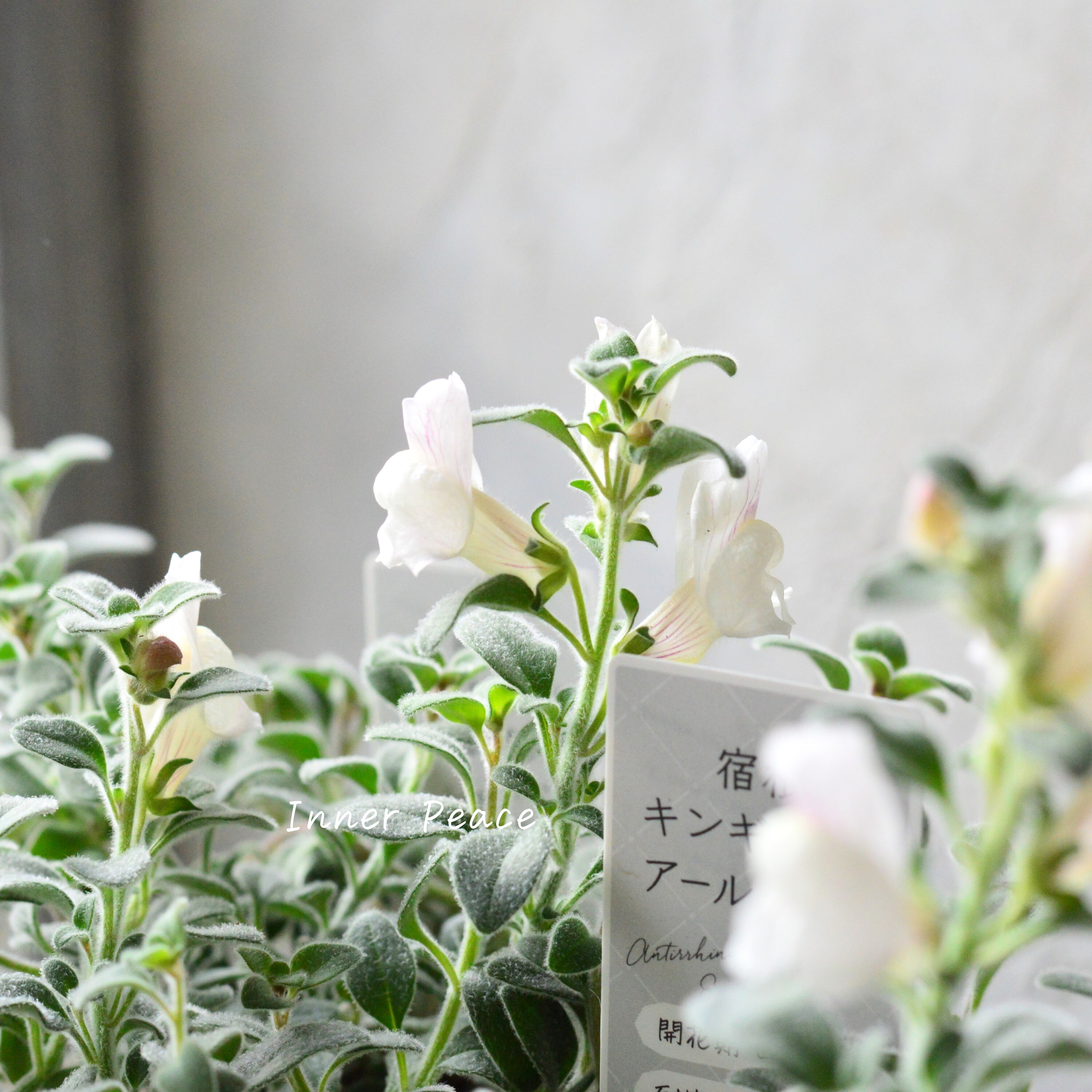 【シルバーリーフ】 キンギョソウ 『アールグレイ』 2.5寸POT