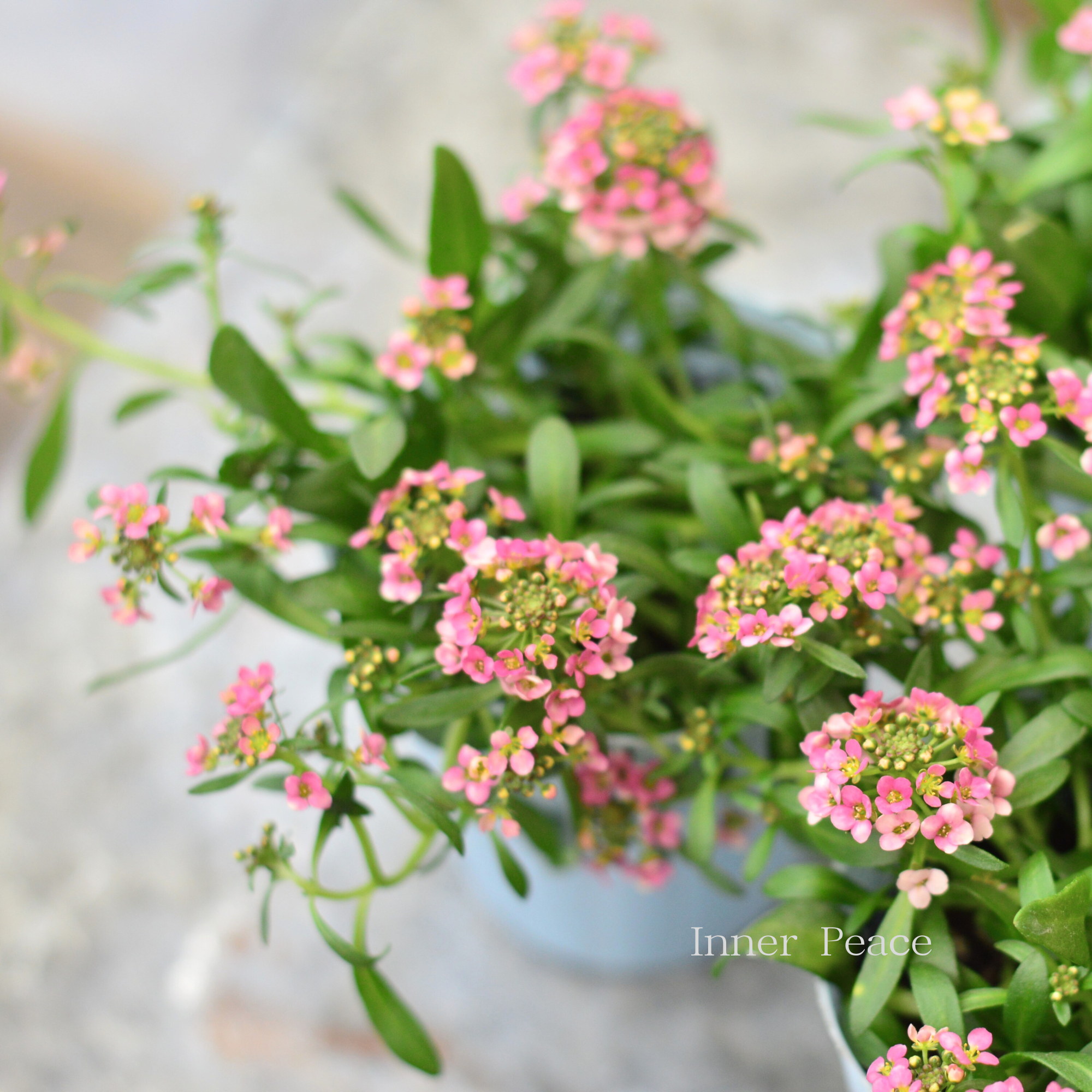 【寄せ植えに】 スイートアリッサム 『アプリコット』 2.5寸POT