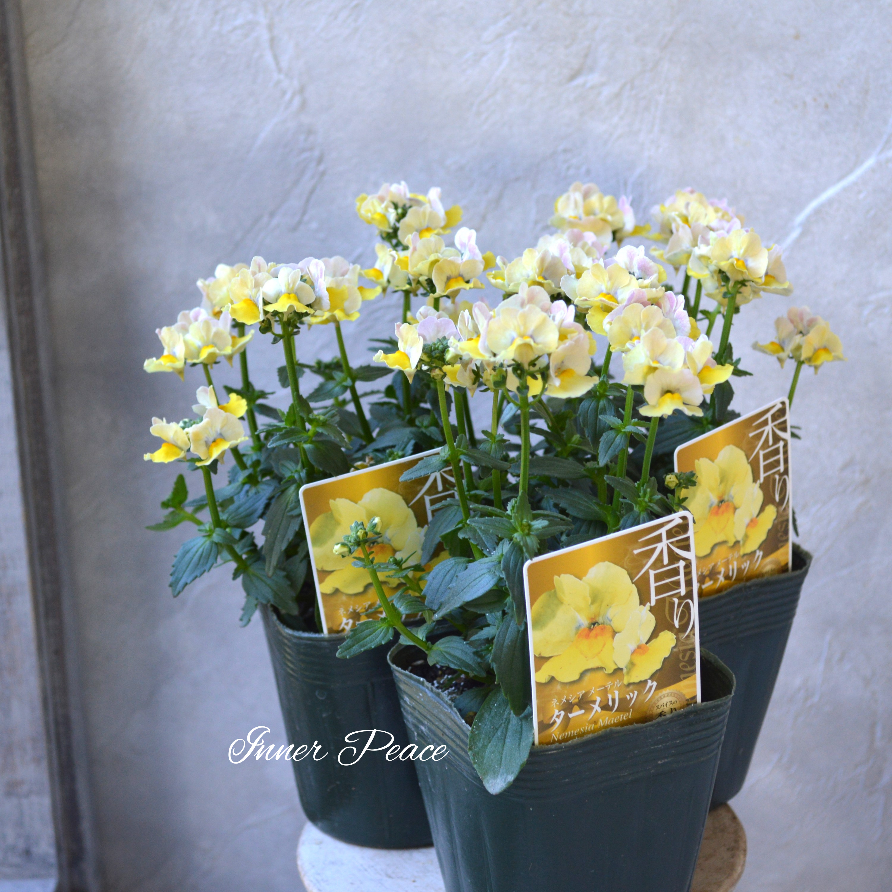 【ゲブラさん】 ネメシア・メーテル 『ターメリック』 3.5寸POT