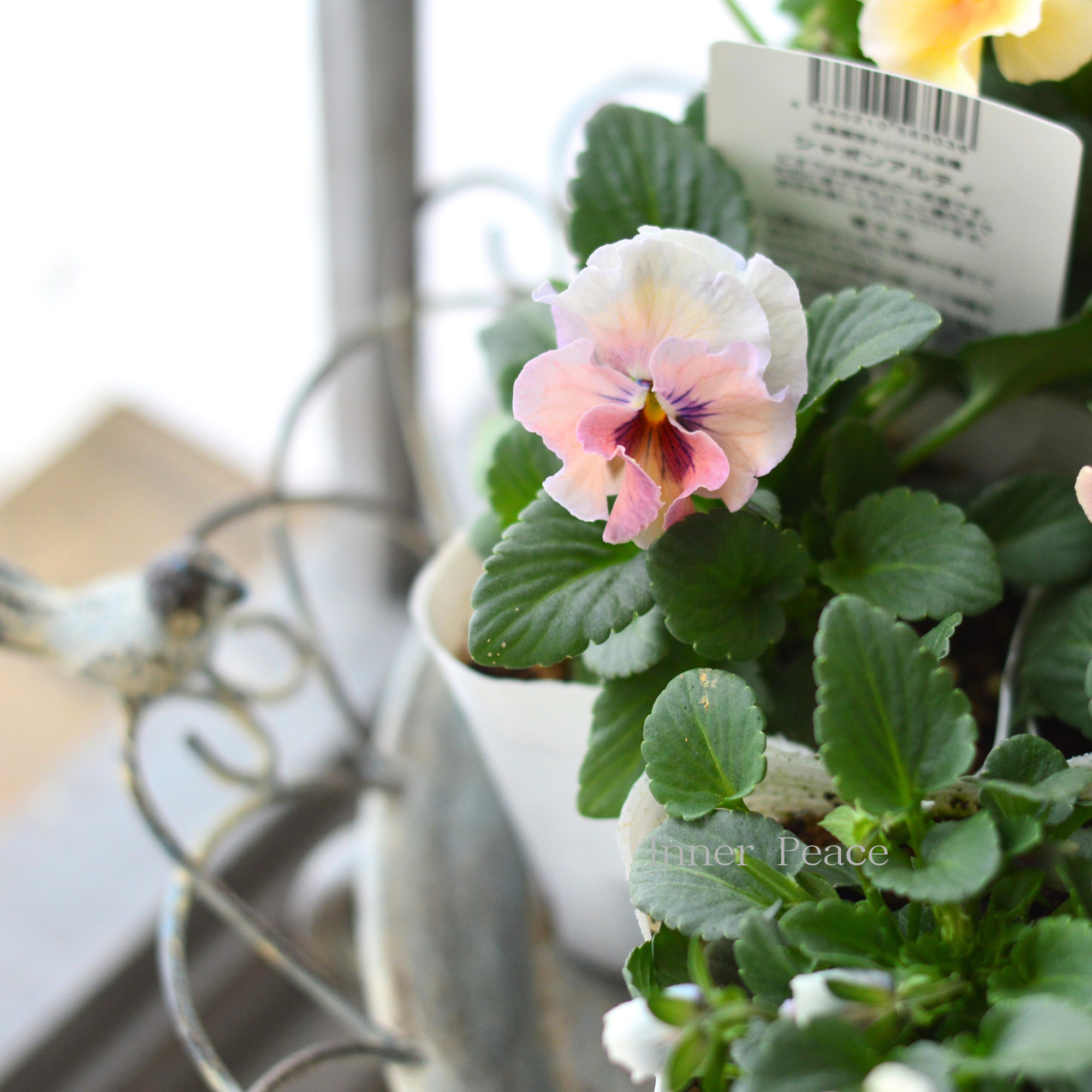 【北島園芸さん】 ビオラ 『シャボンアルティ』 3.5寸POT