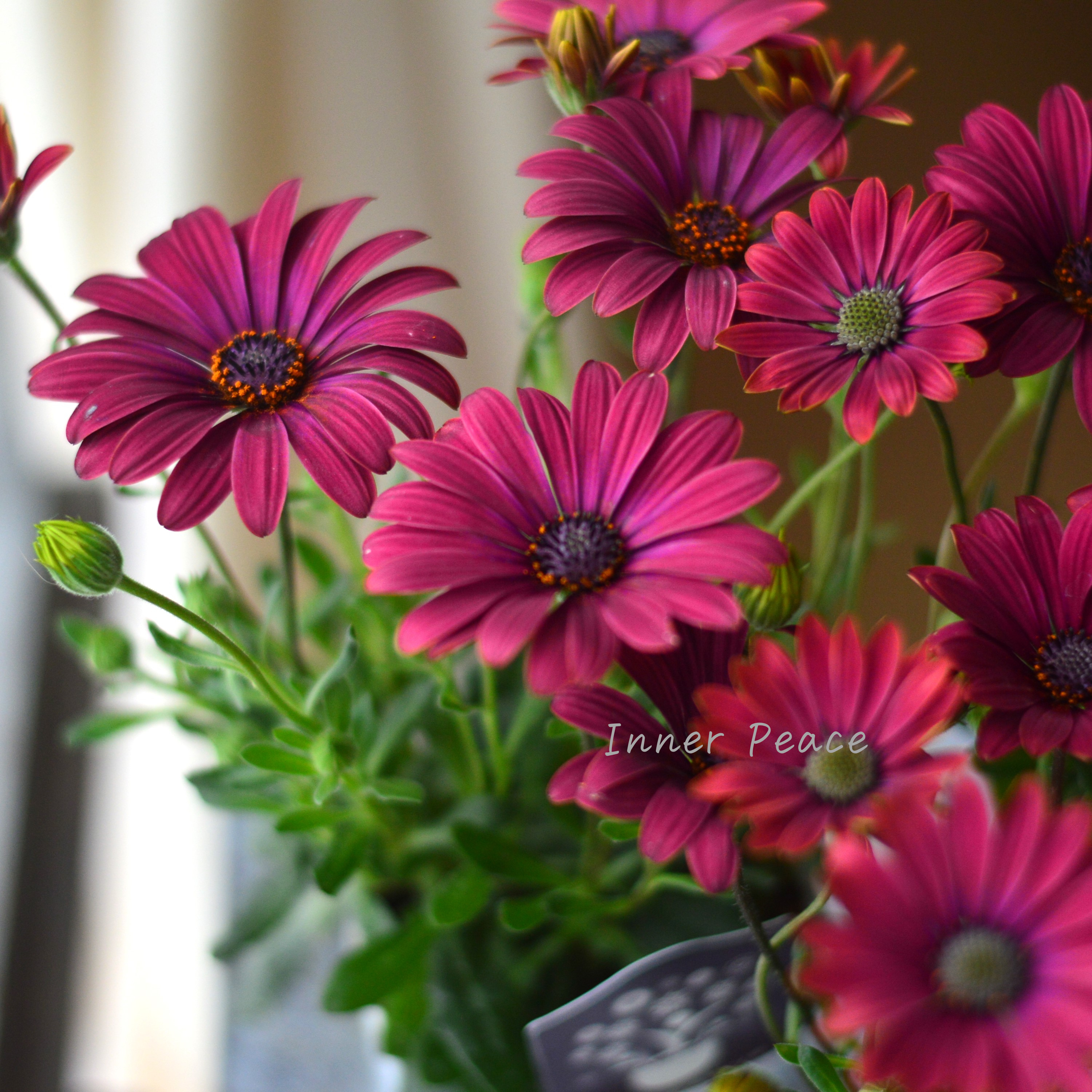 【希少】 ナラフラさんのオステオスペルマム 『ノクターンルージュ』 3寸ロングPOT