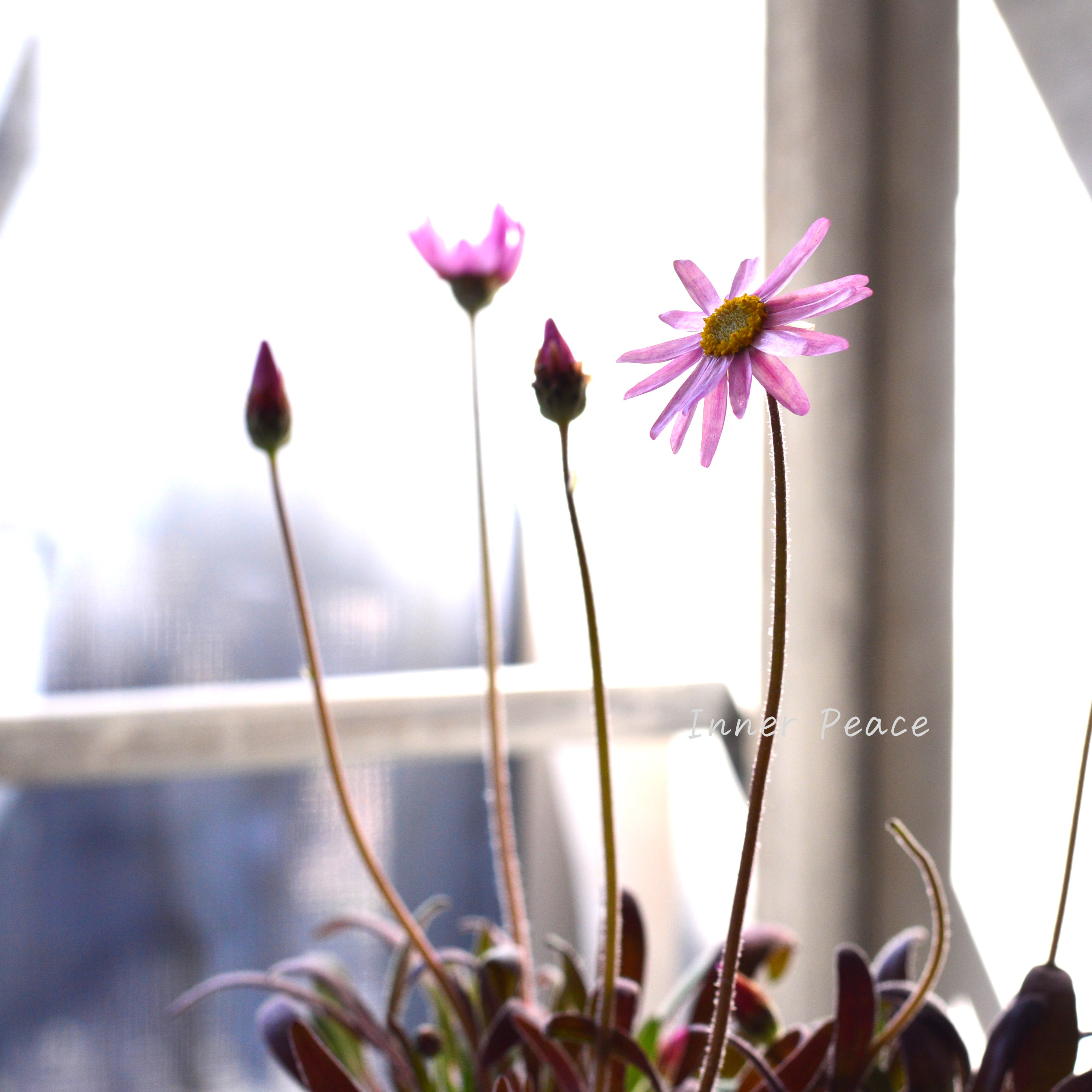 【開花期間が長い】 ローレンセラ 3寸POT