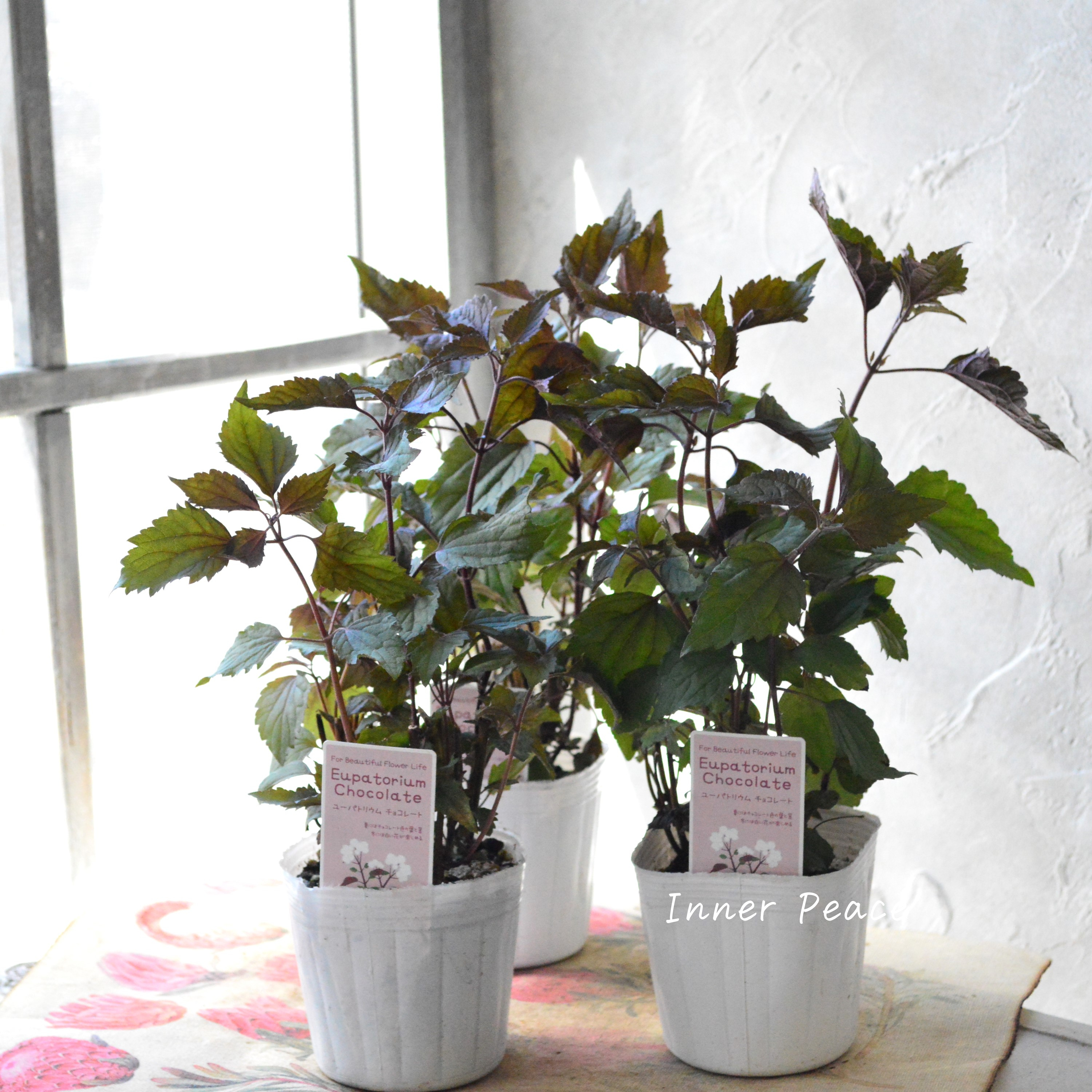 【暑さ寒さに強い】 ユーパトリウム 『チョコレート』 3寸POT