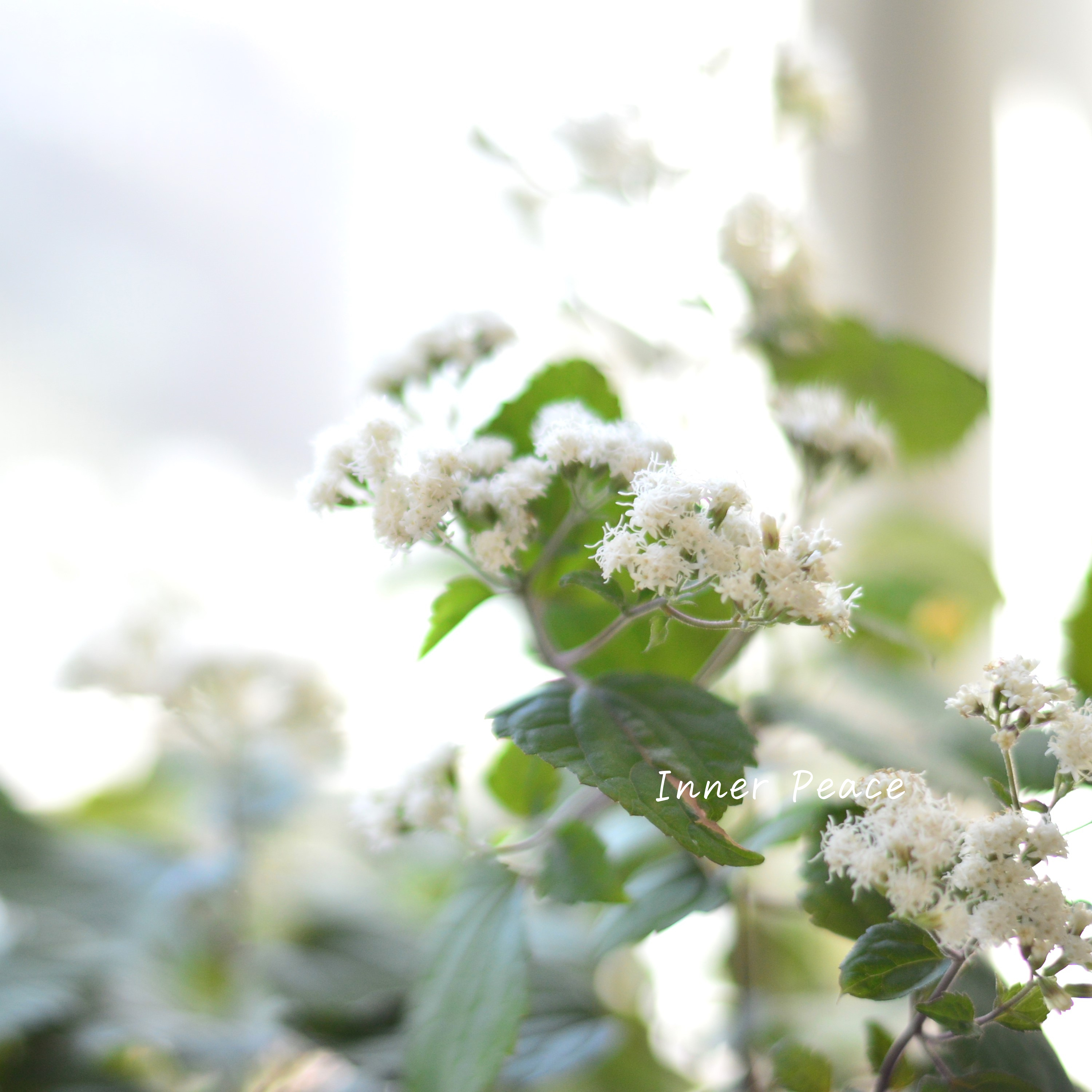 【暑さ寒さに強い】 ユーパトリウム 『チョコレート』 3寸POT