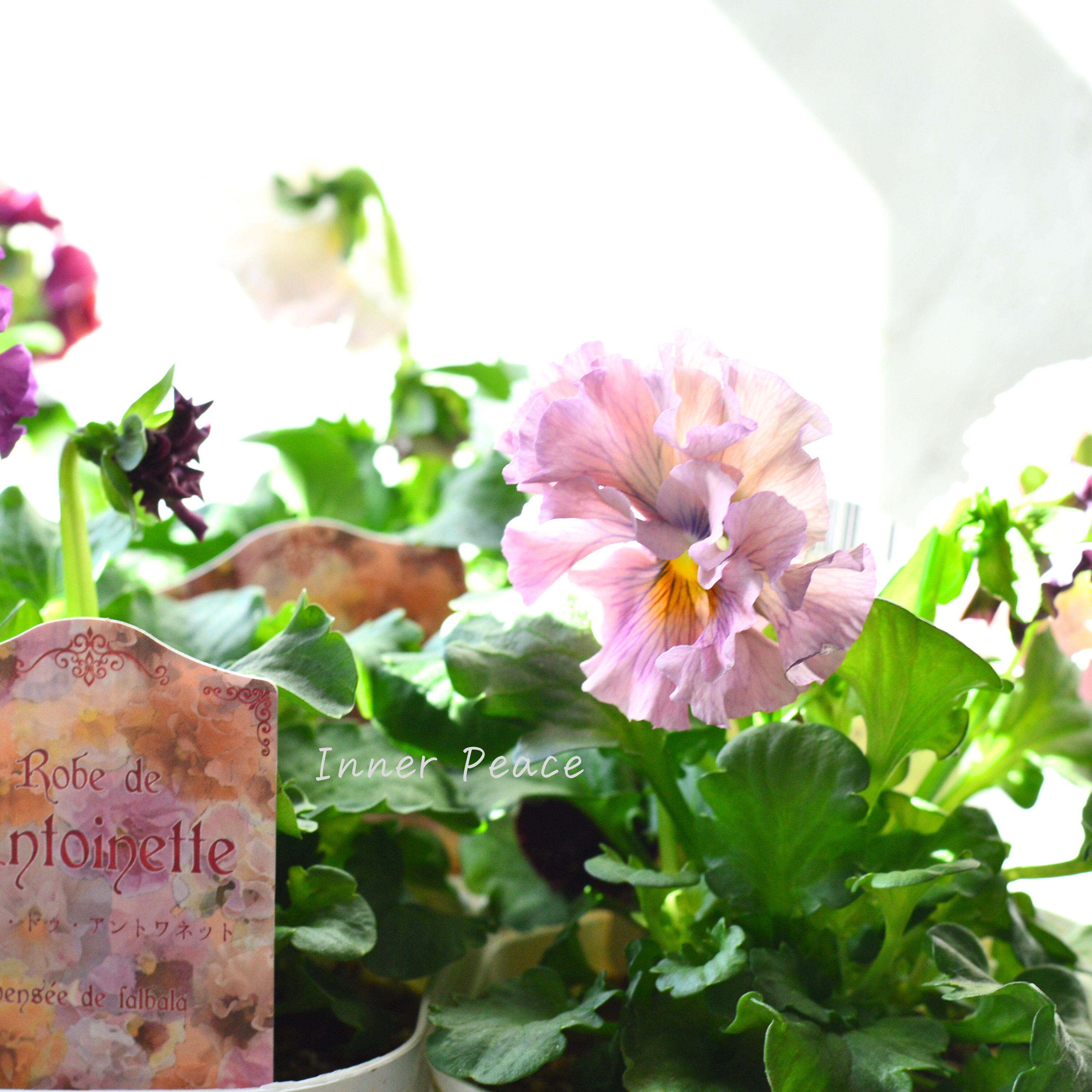 【サトウ園芸さん】 パンジー 『ローブ ドゥ アントワネット』 3.5寸POT