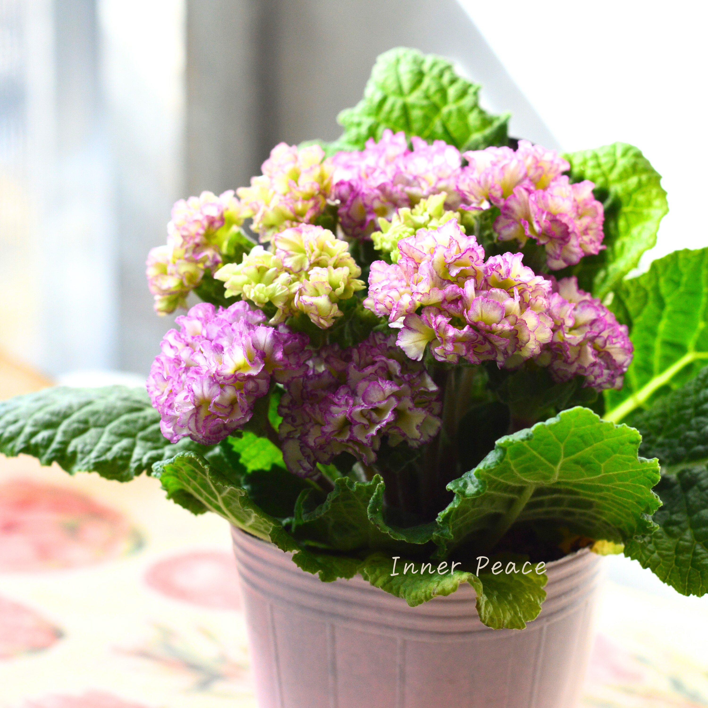 【k-plantsさん】 フリンジ咲き プリムラ 『ポンポンラパン・薄パープルミックス系』 2.5寸ロングPOT