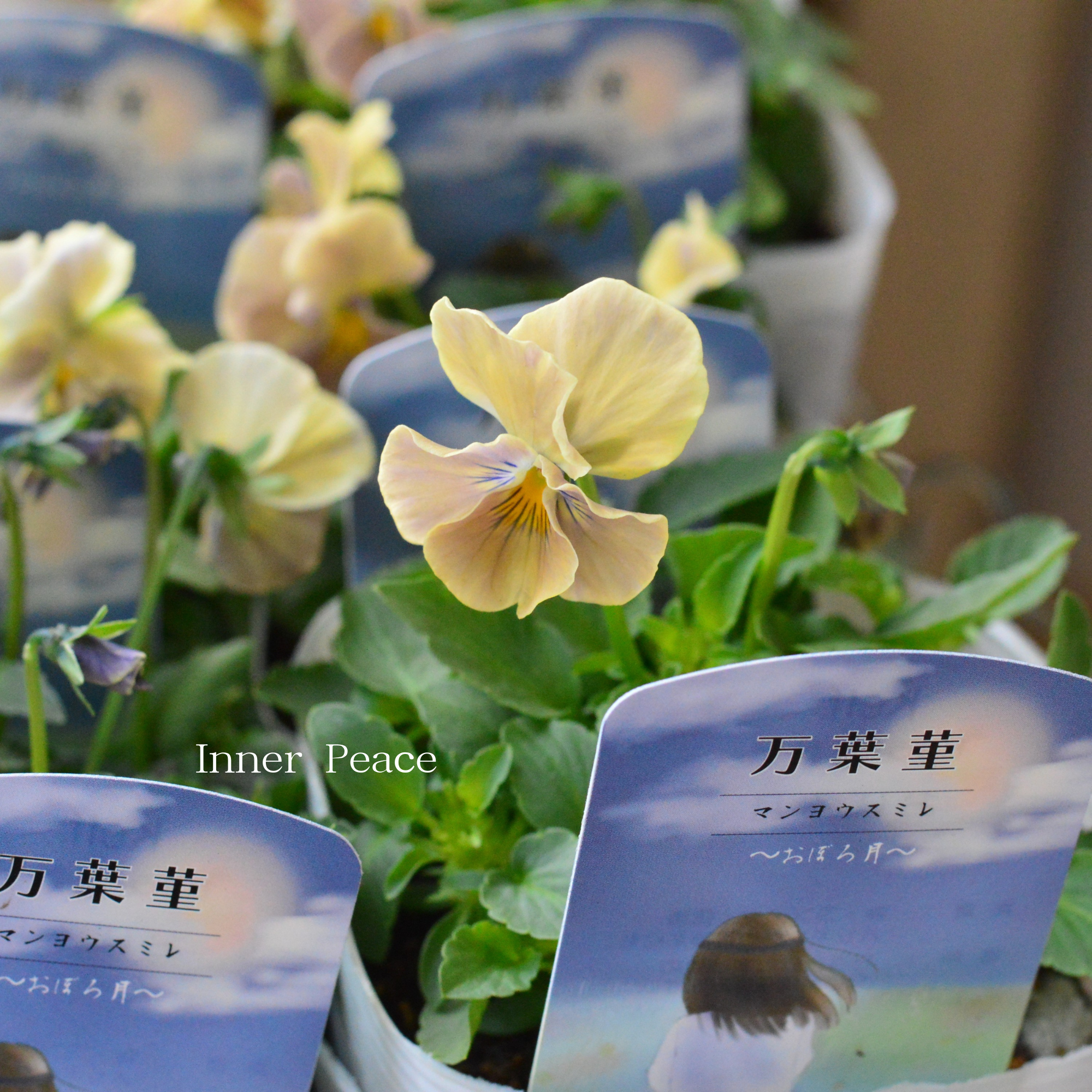 【桂楓園さんオリジナル】 ビオラ 『万葉菫・おぼろ月』 3.5寸POT
