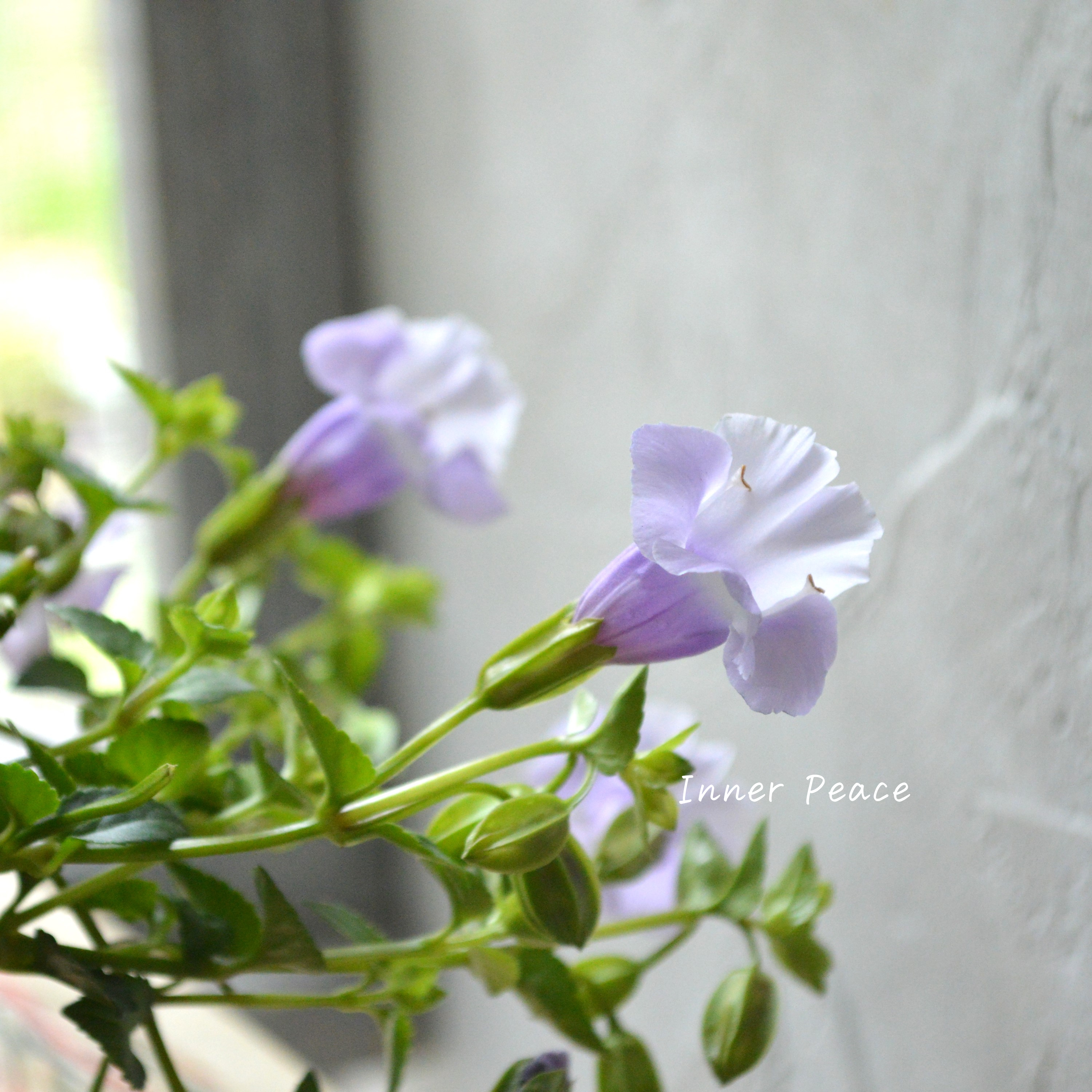 【PW】 スーパートレニア カタリーナ 『アイスリバー』 3.5寸POT