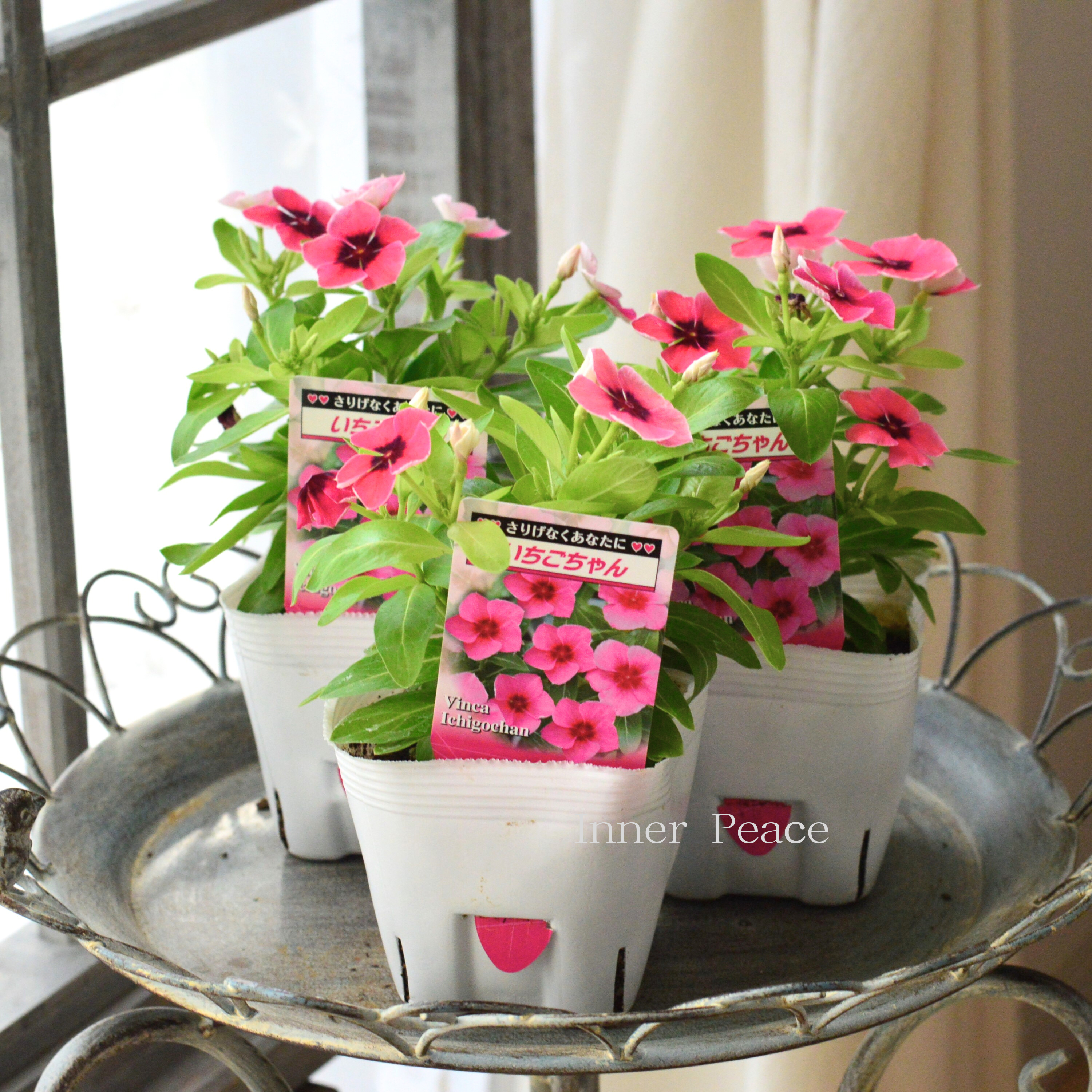 【北島園芸さん】 ニチニチソウ 『いちごちゃん・ライムグリーンリーフ』 3.5寸POT