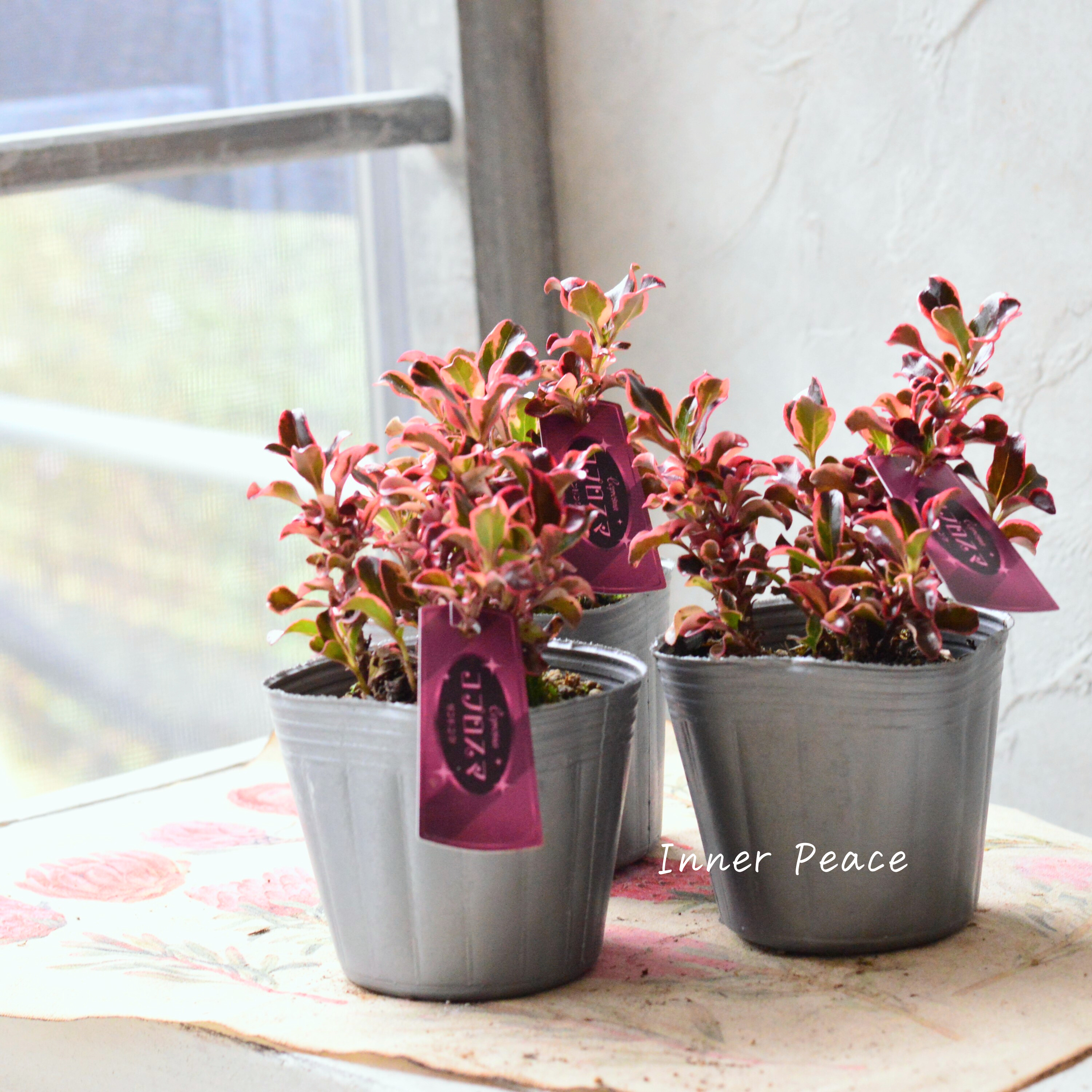 【寄せ植えに】 コプロスマ 『サンピンク』 3寸POT