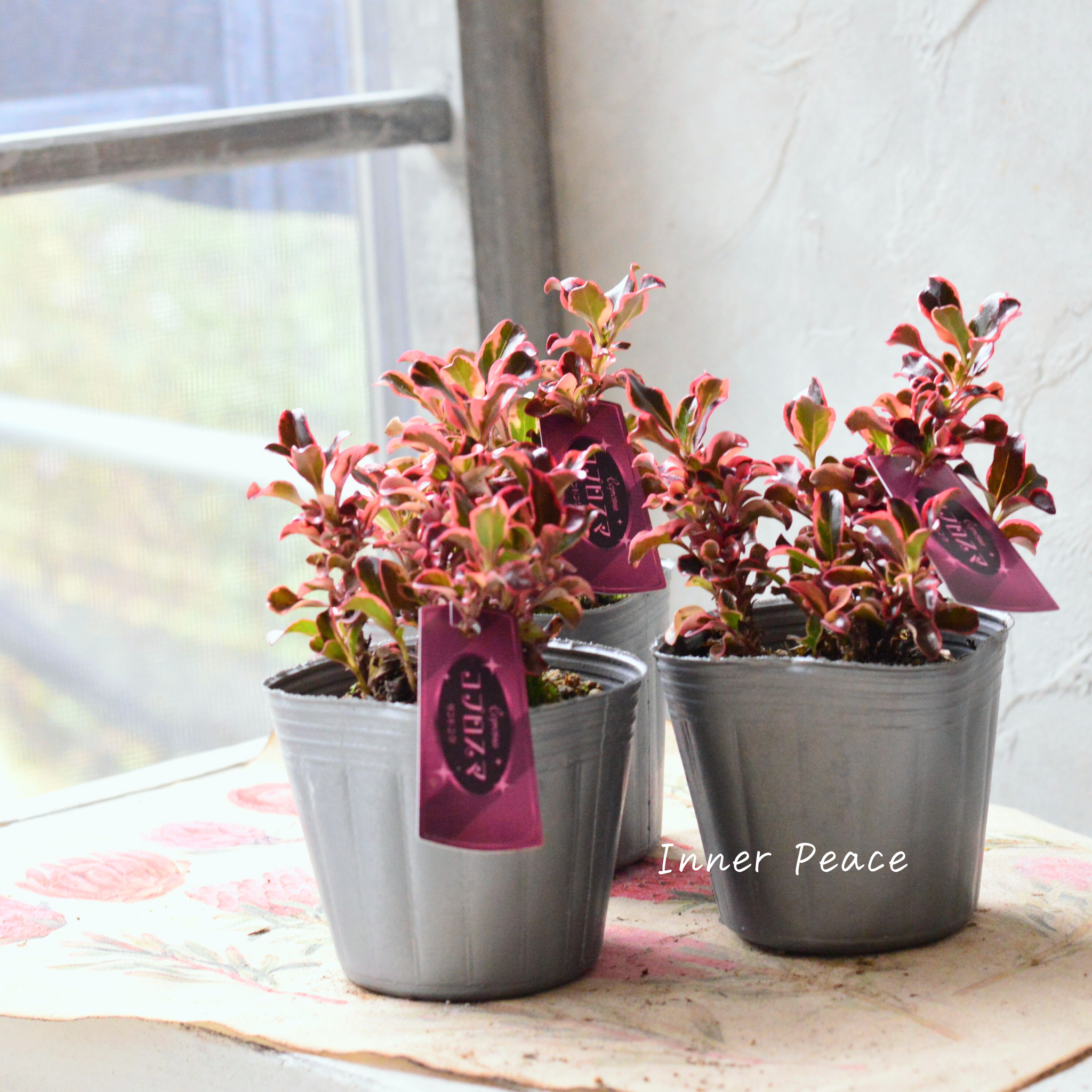 Pink rose様✨御専用でございます RAPUNZEL ART COLLECTION BY SHOKO NAKAGAWA」長財布(FREE フューシャ