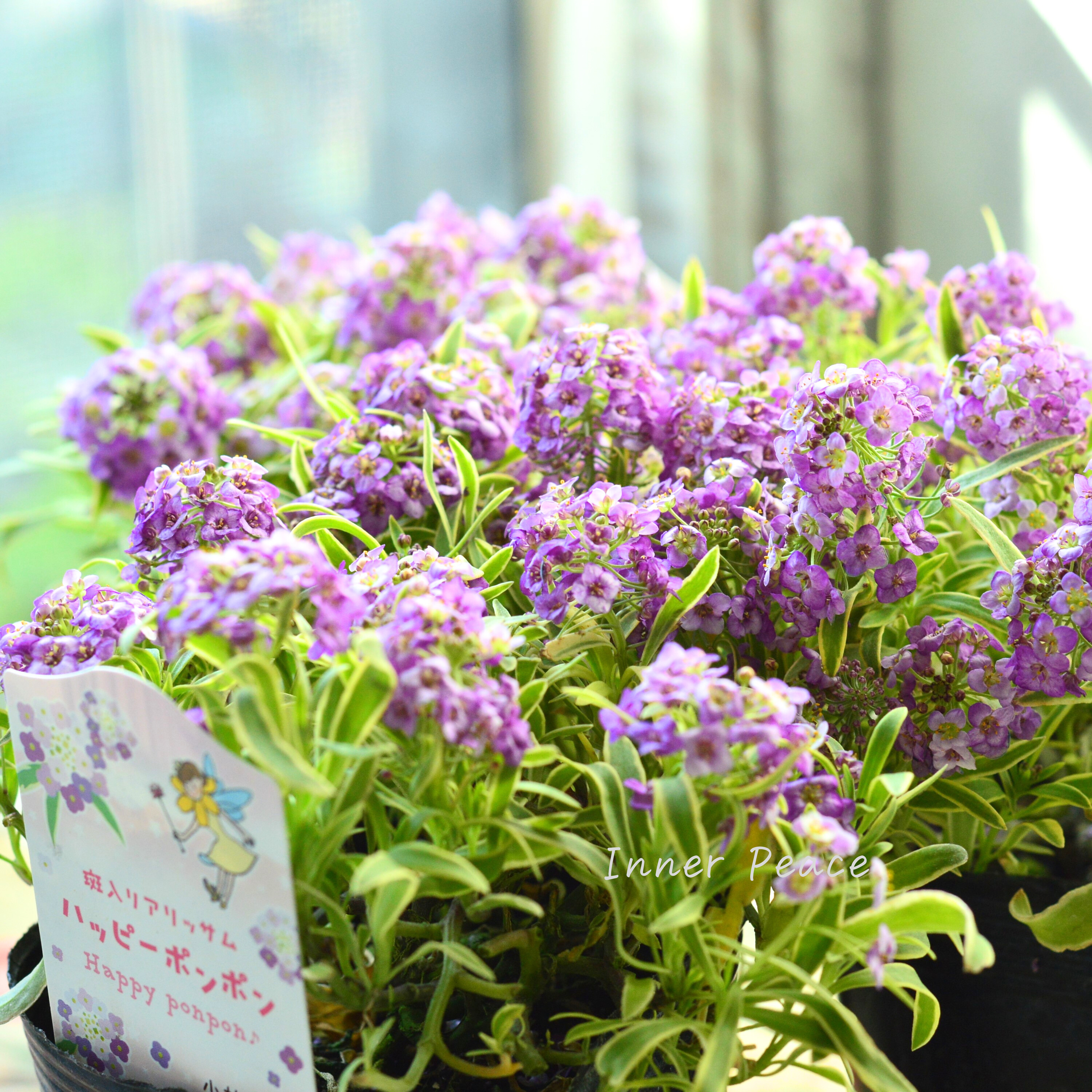 【斑入り】 アリッサム 『ハッピーポンポン』 3.5寸POT